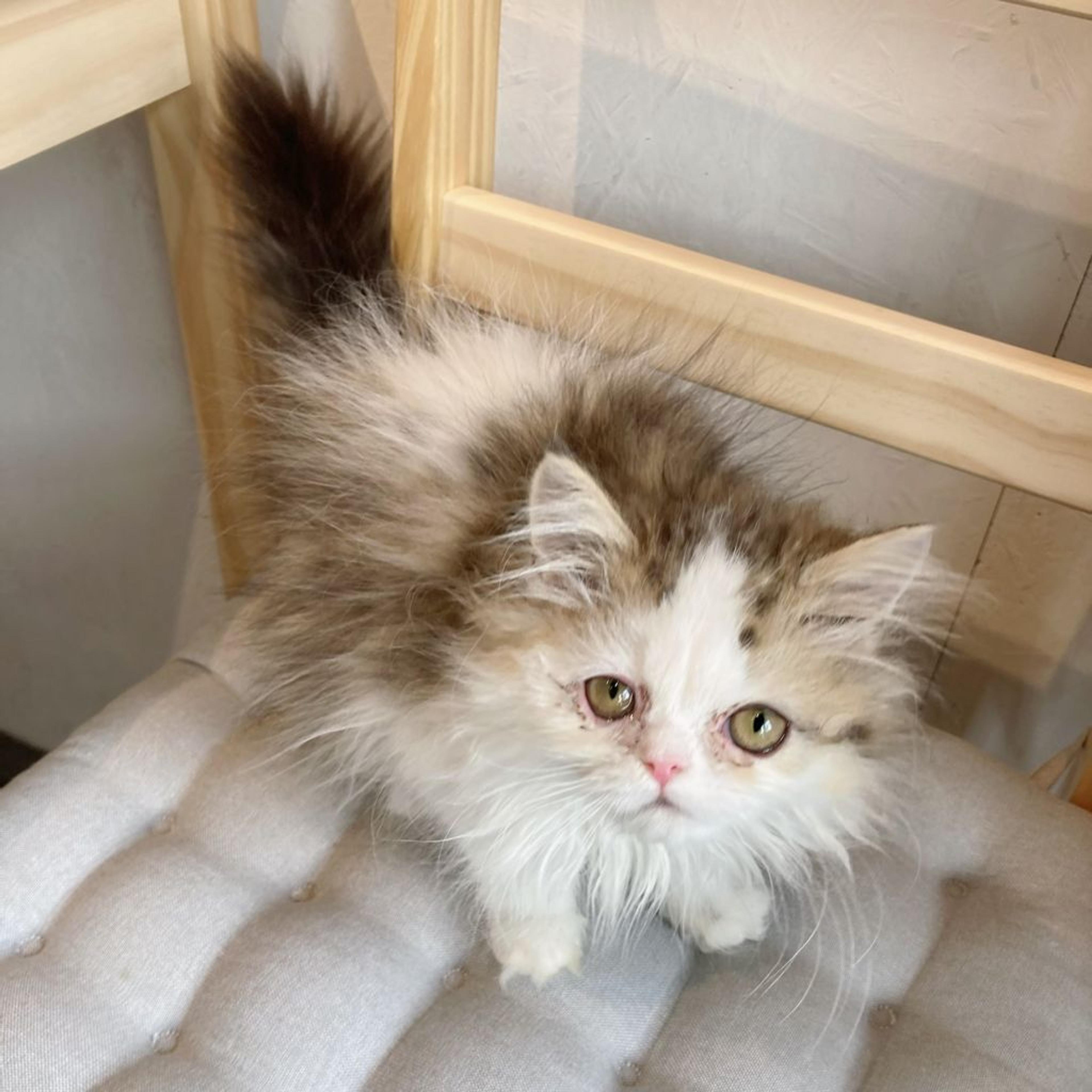 pet-image-4