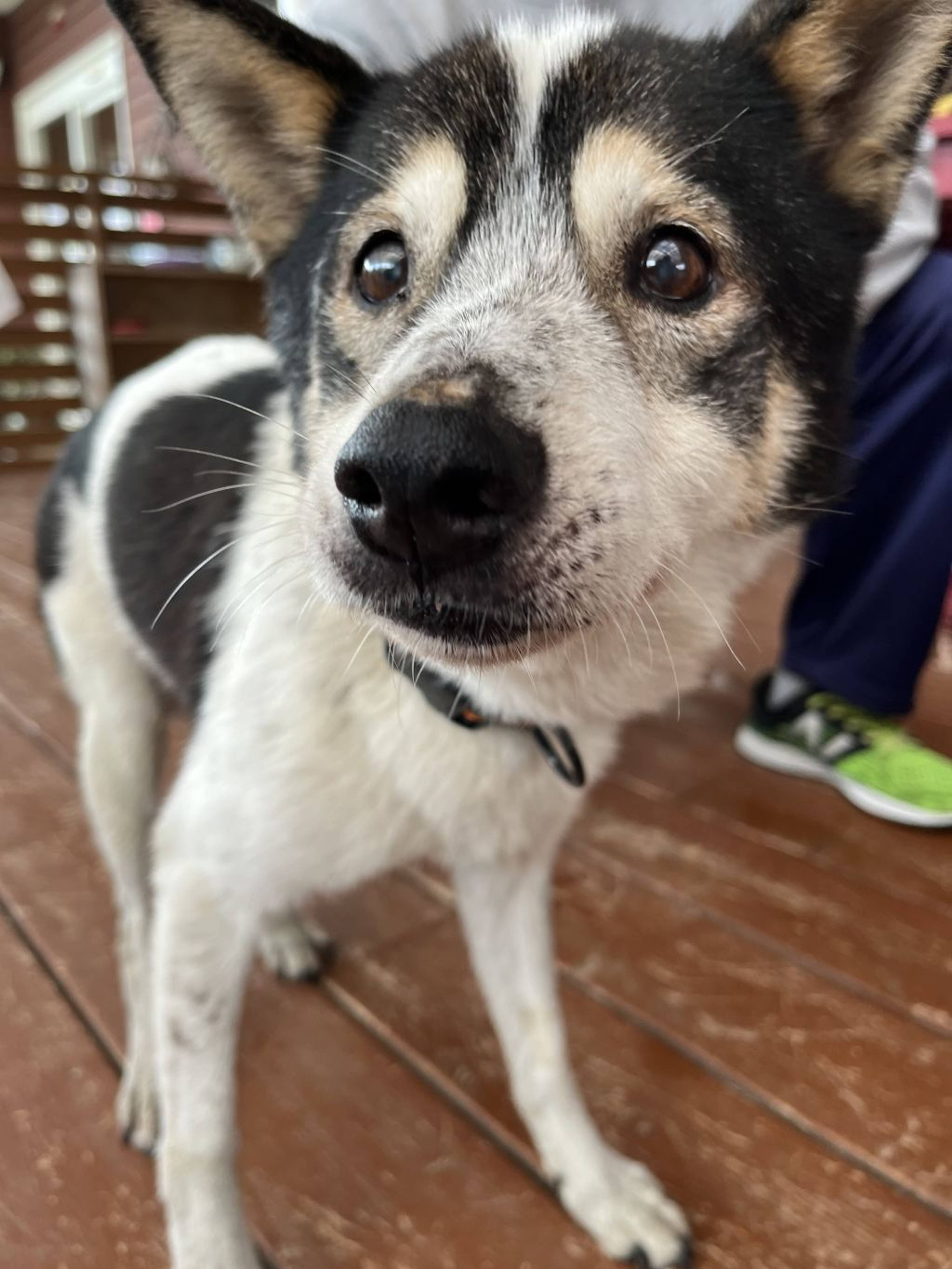 雑種（ミックス犬）・オスの里親募集の写真