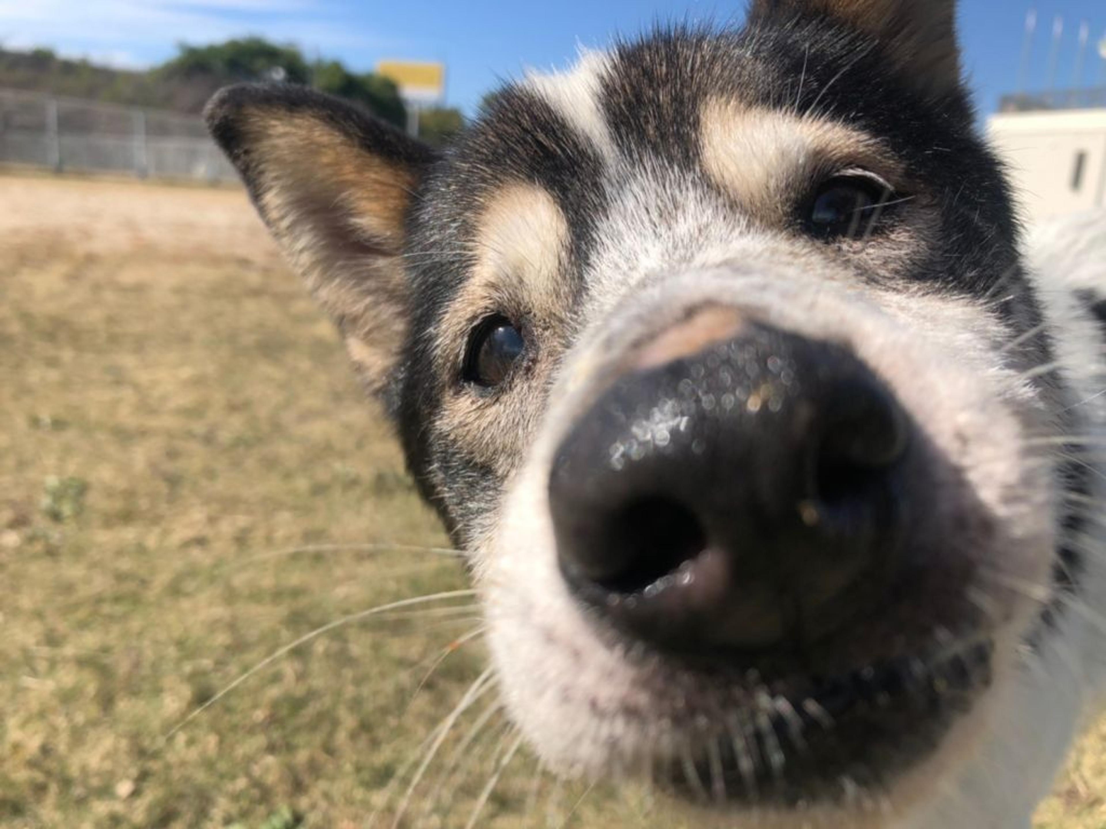 pet-image-2