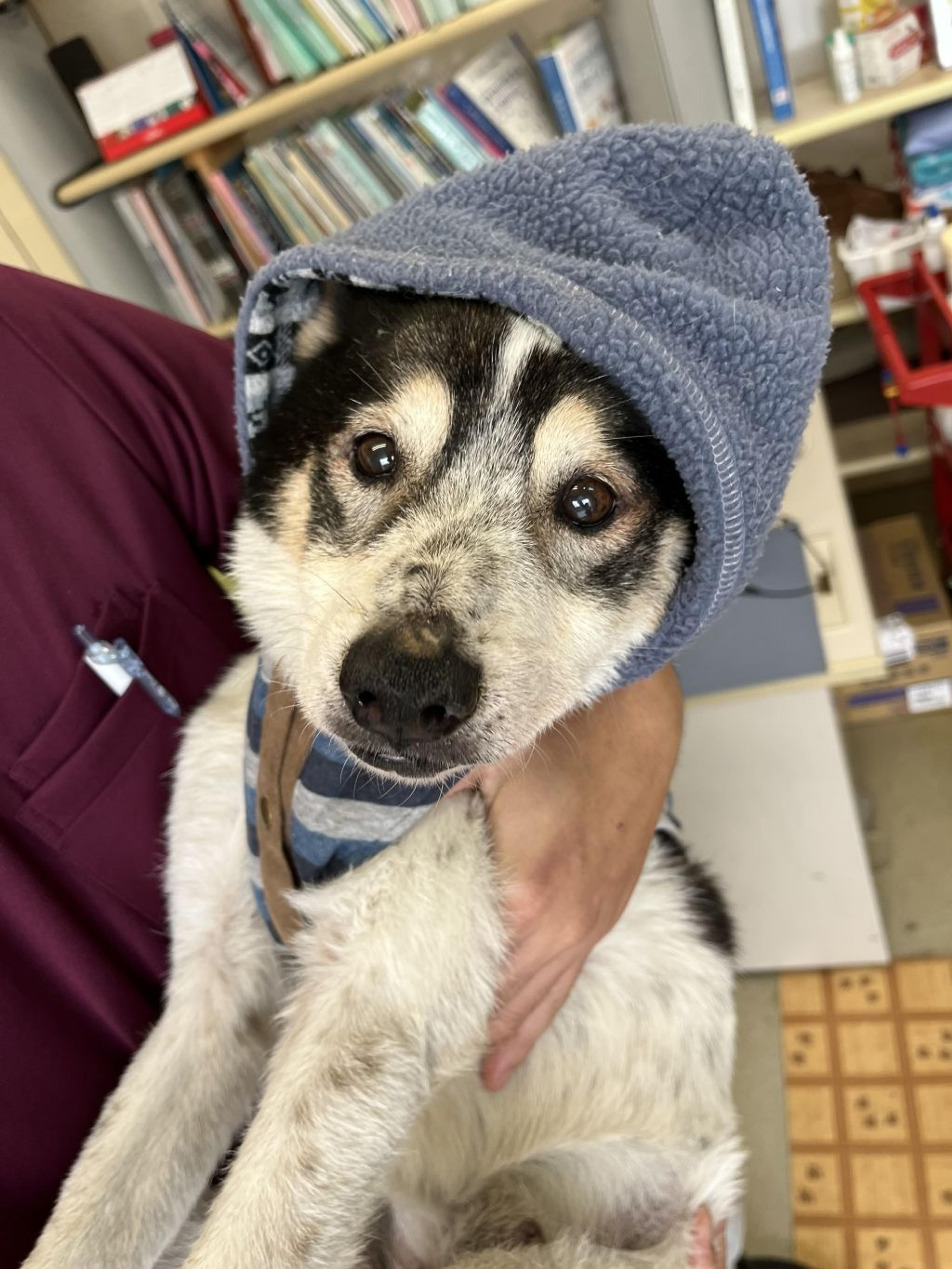 pet-image-5