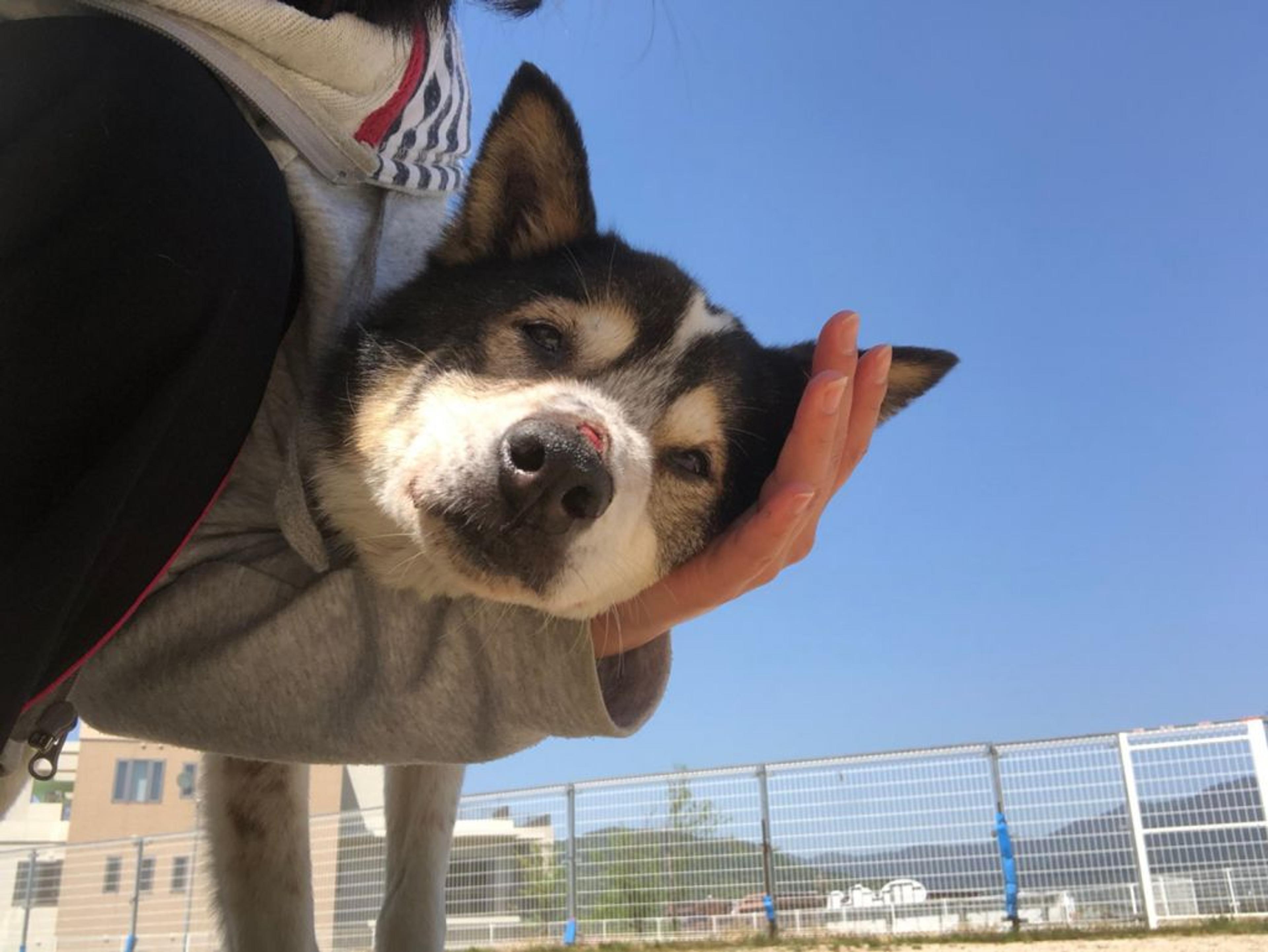 pet-image-6