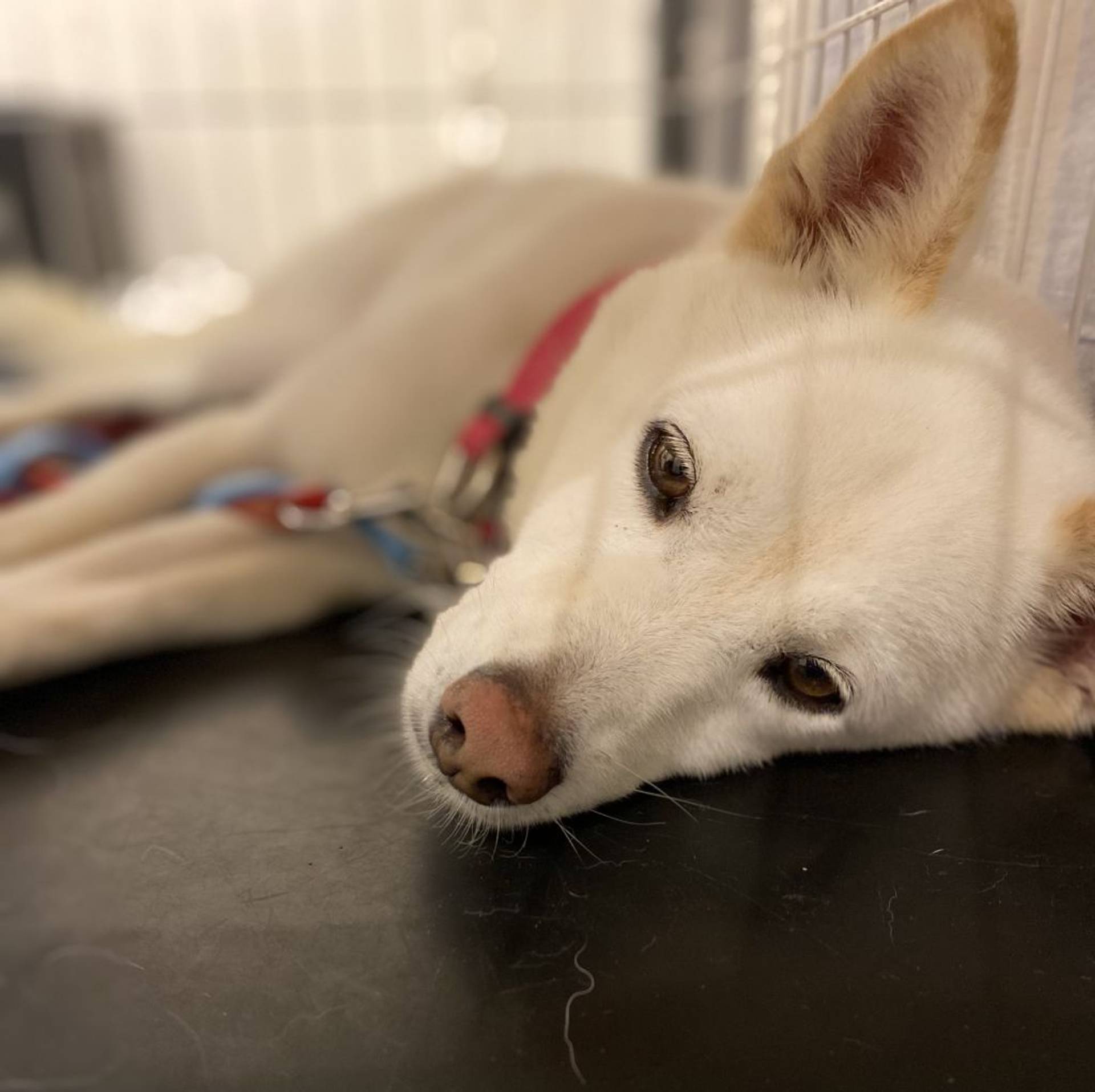 雑種（ミックス犬）・オスの里親募集の写真