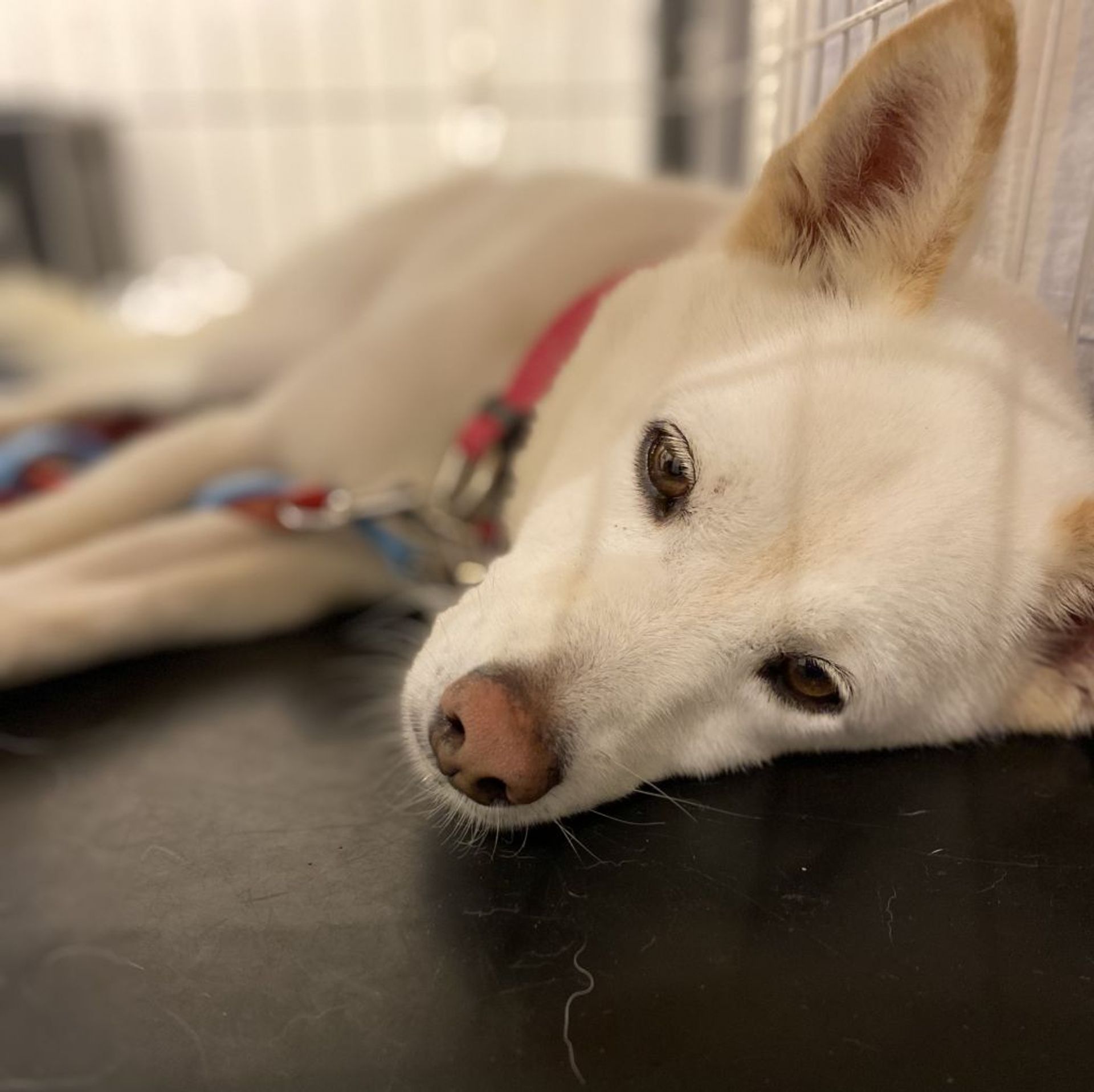雑種（ミックス犬）・オスの里親募集の写真