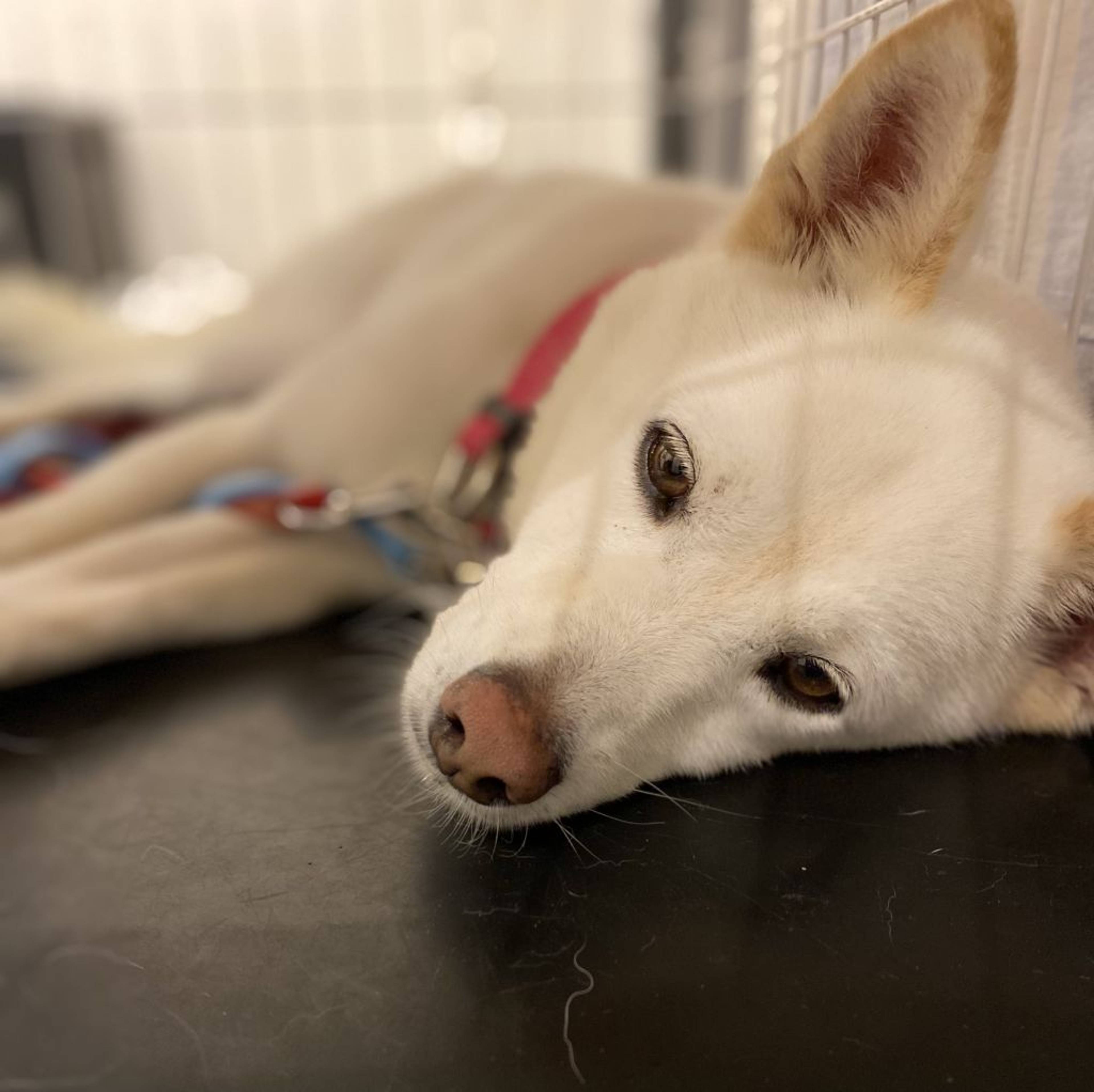 雑種（ミックス犬）・オスの里親募集の写真
