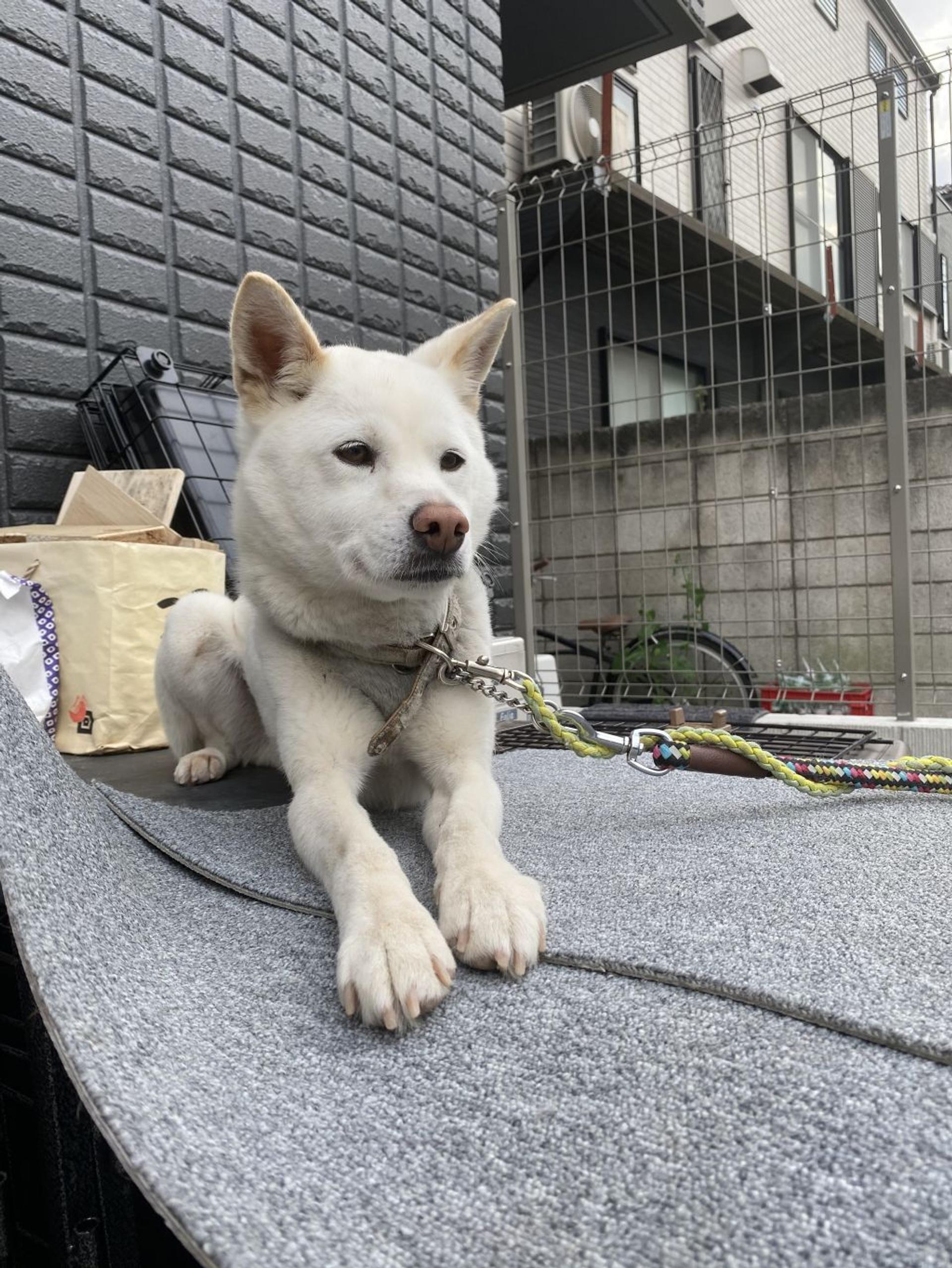 pet-image-4
