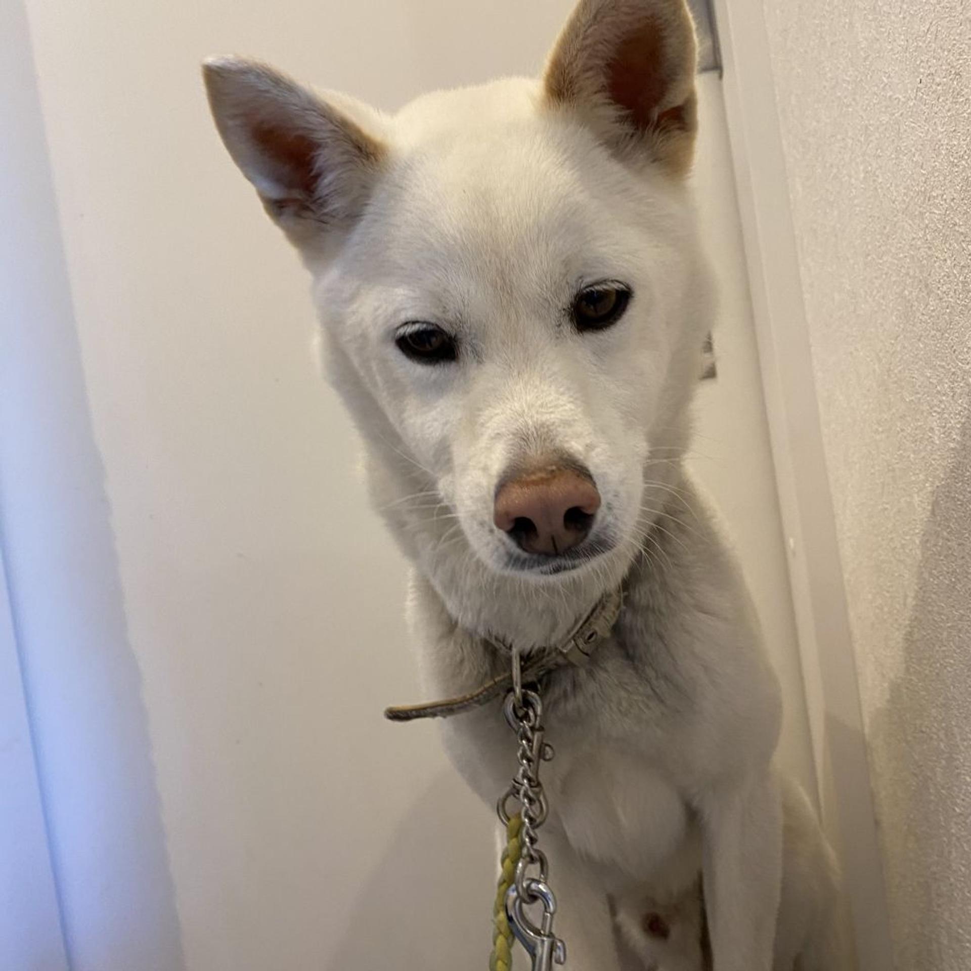 pet-image-5