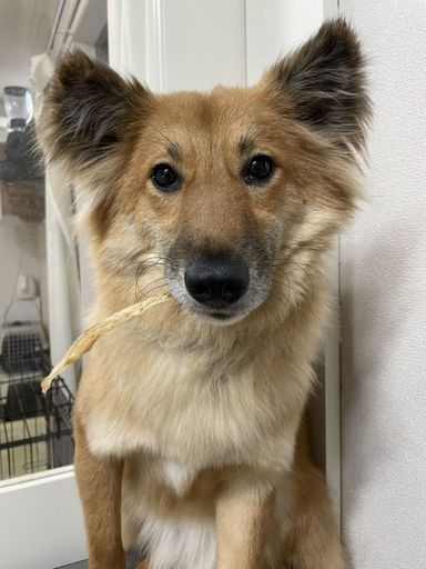 いちごの写真