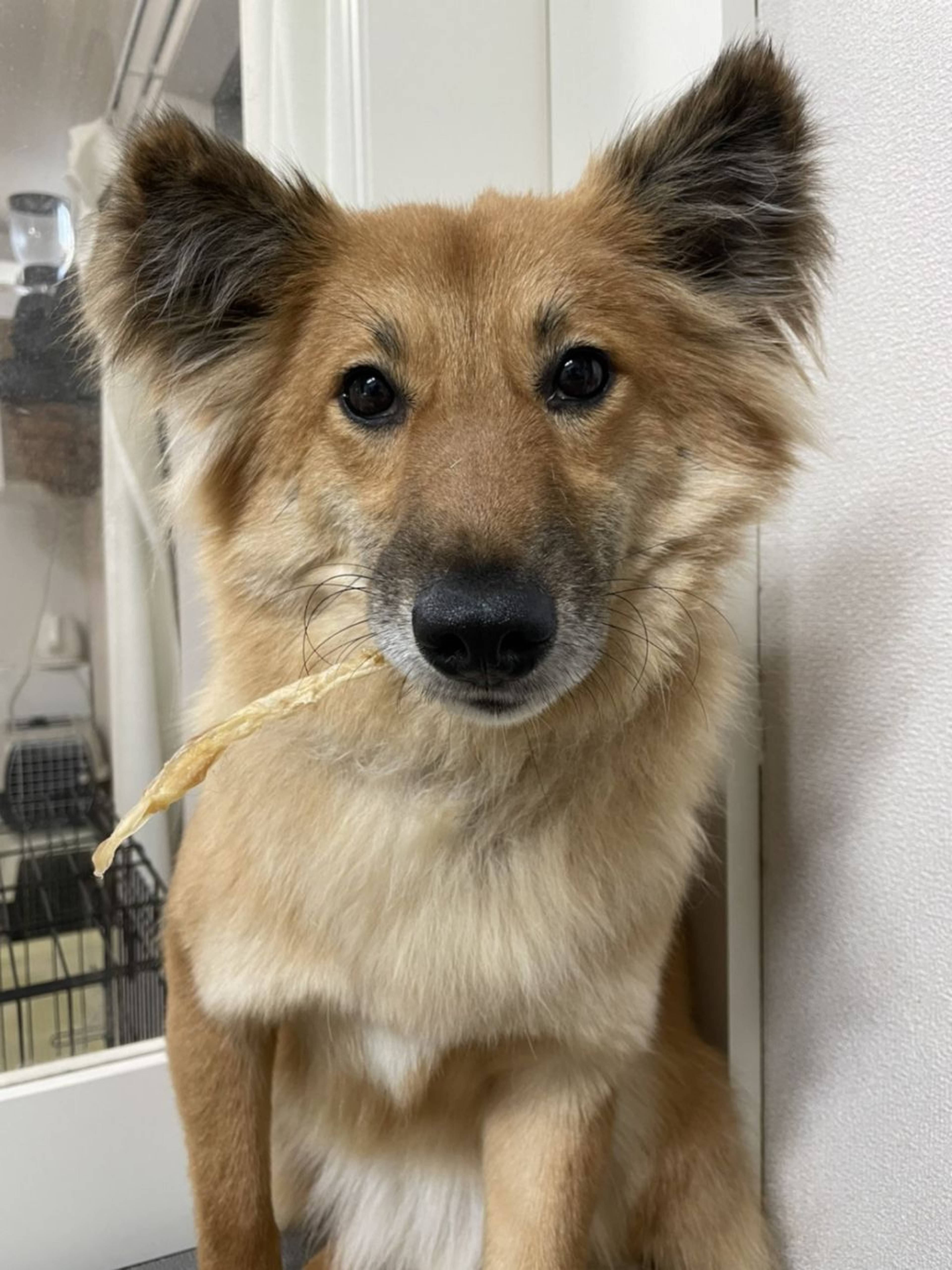 雑種（ミックス犬）・メスの里親募集の写真