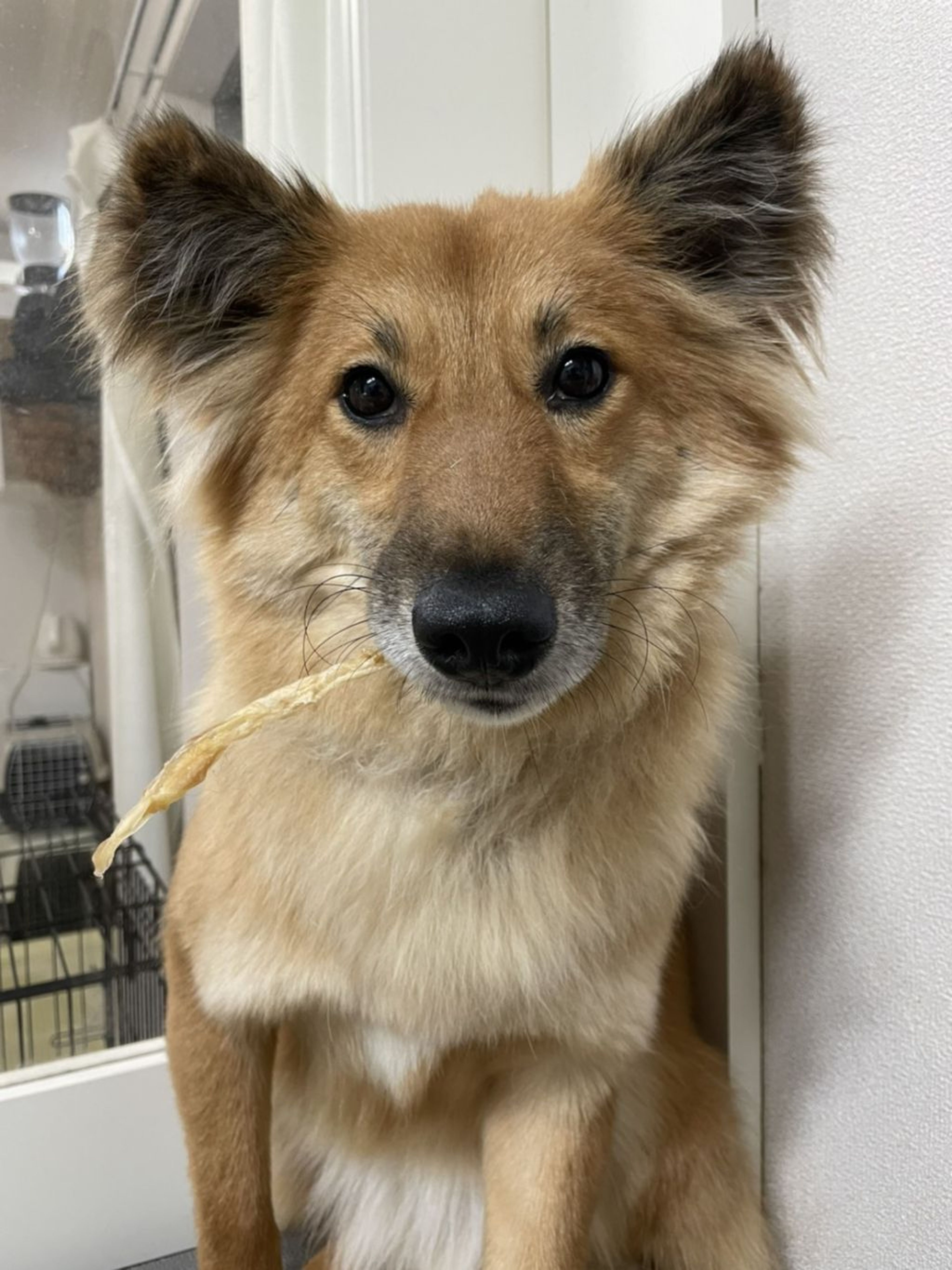 雑種（ミックス犬）・メスの里親募集の写真