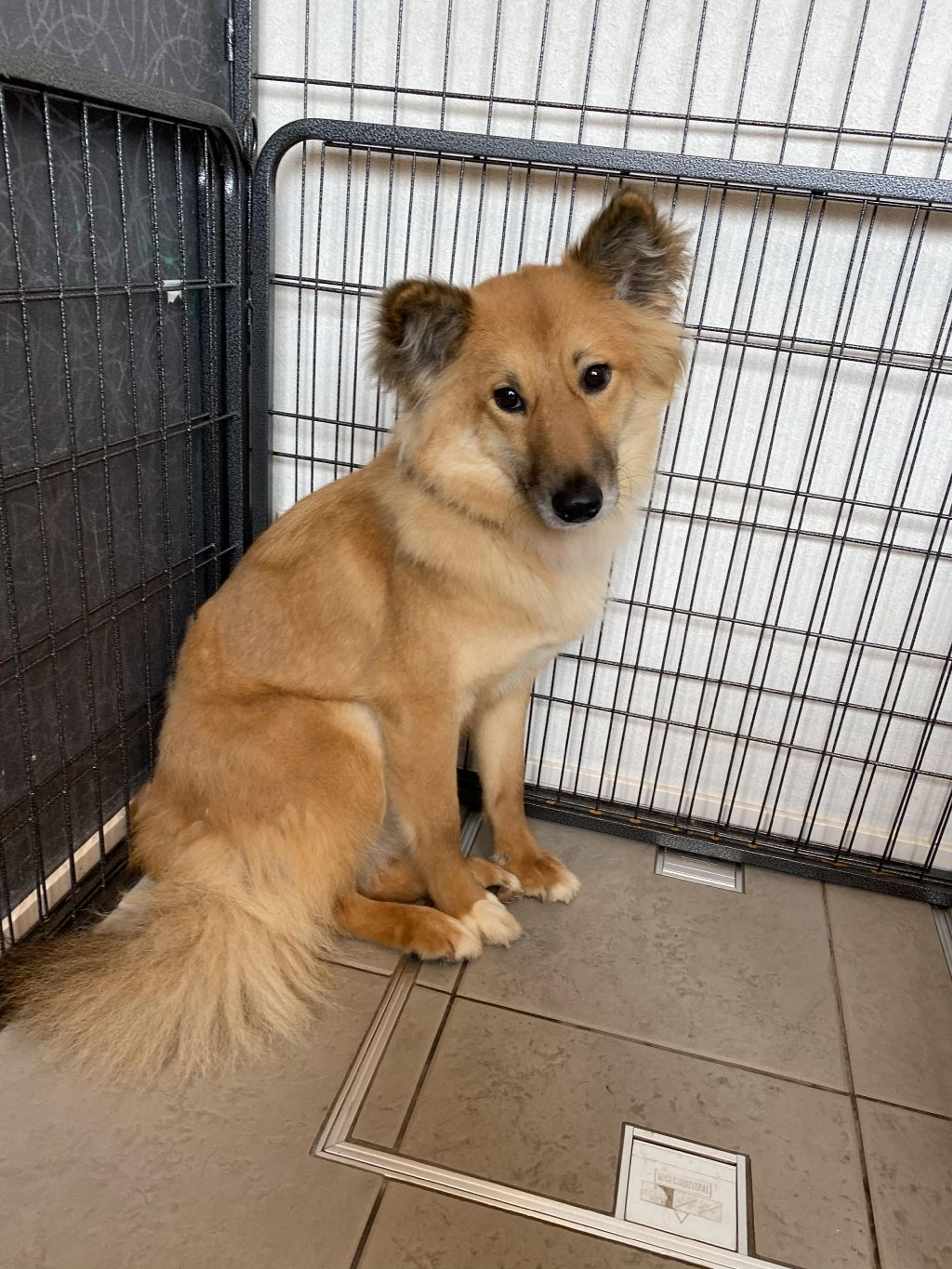 pet-image-2