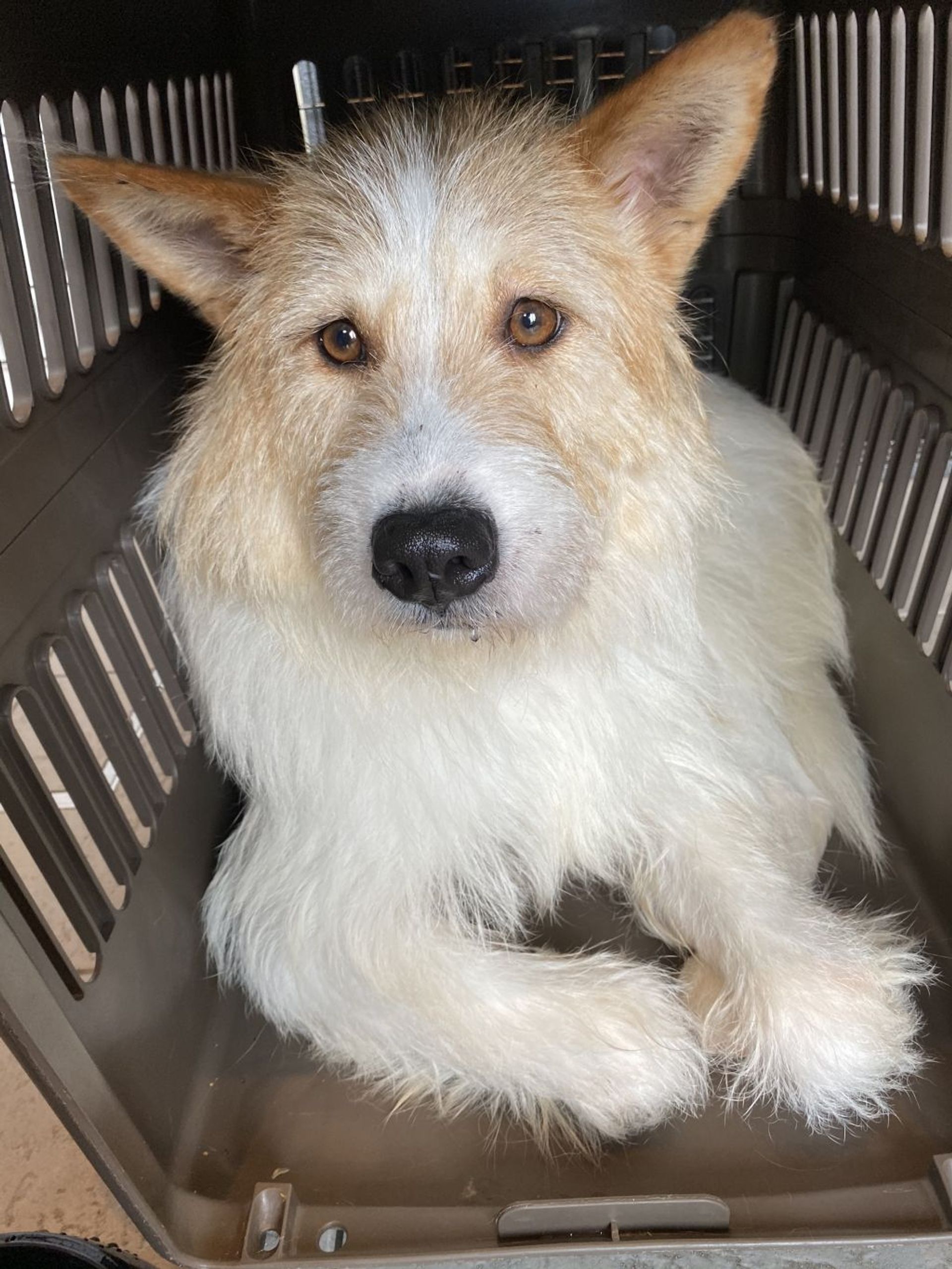 雑種（ミックス犬）・メスの里親募集の写真