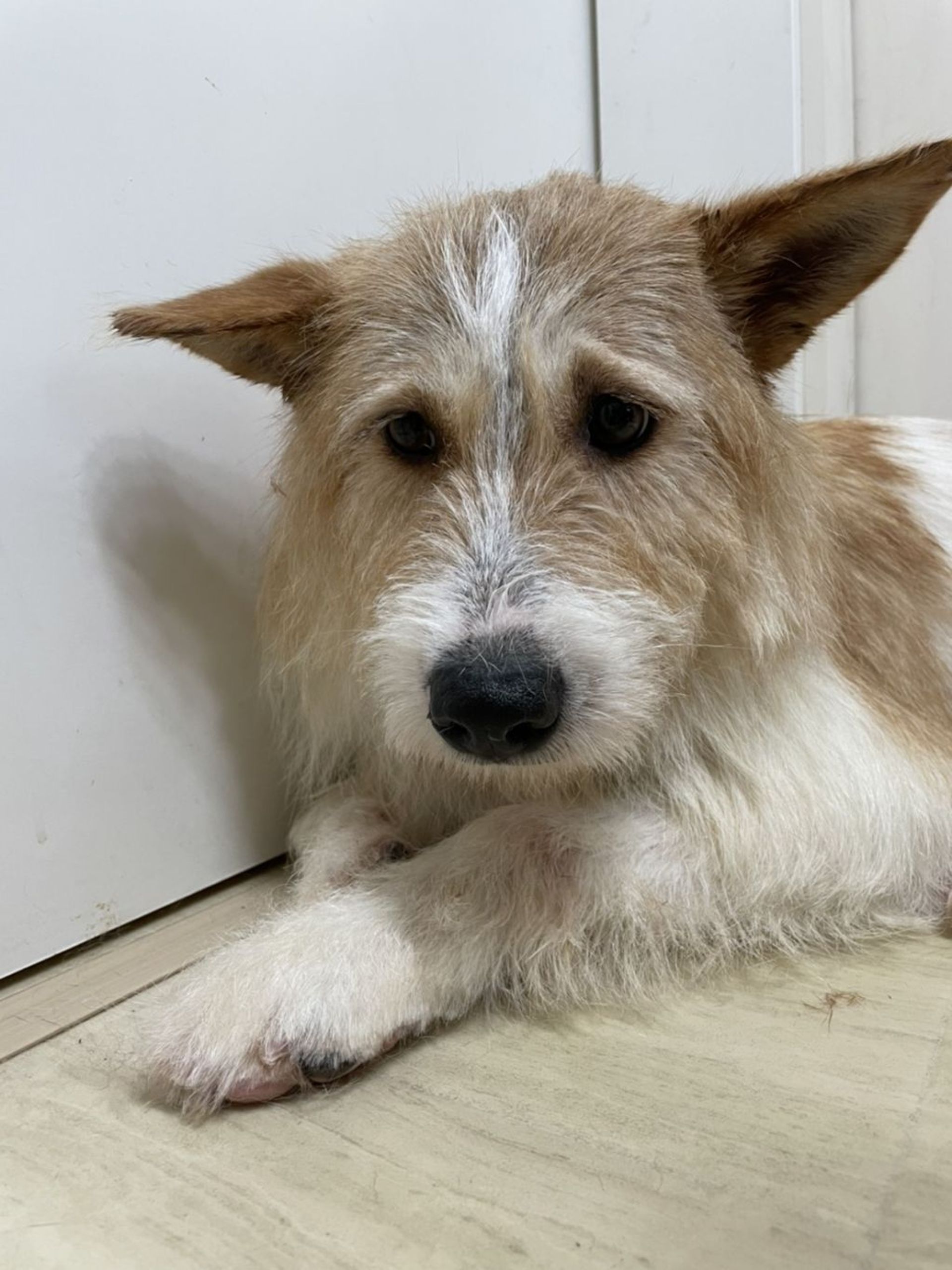 雑種（ミックス犬）・メスの里親募集の写真