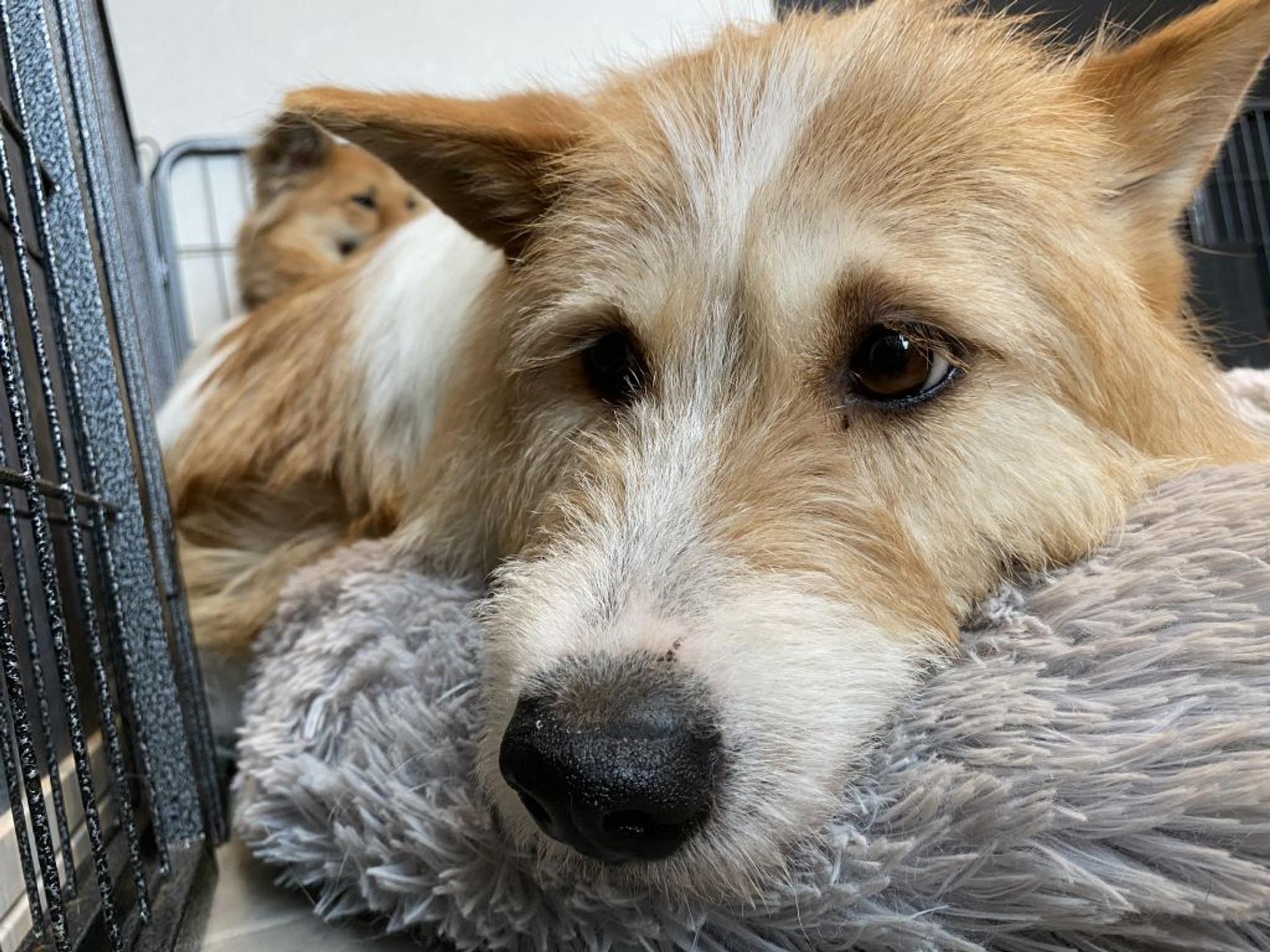 pet-image-4