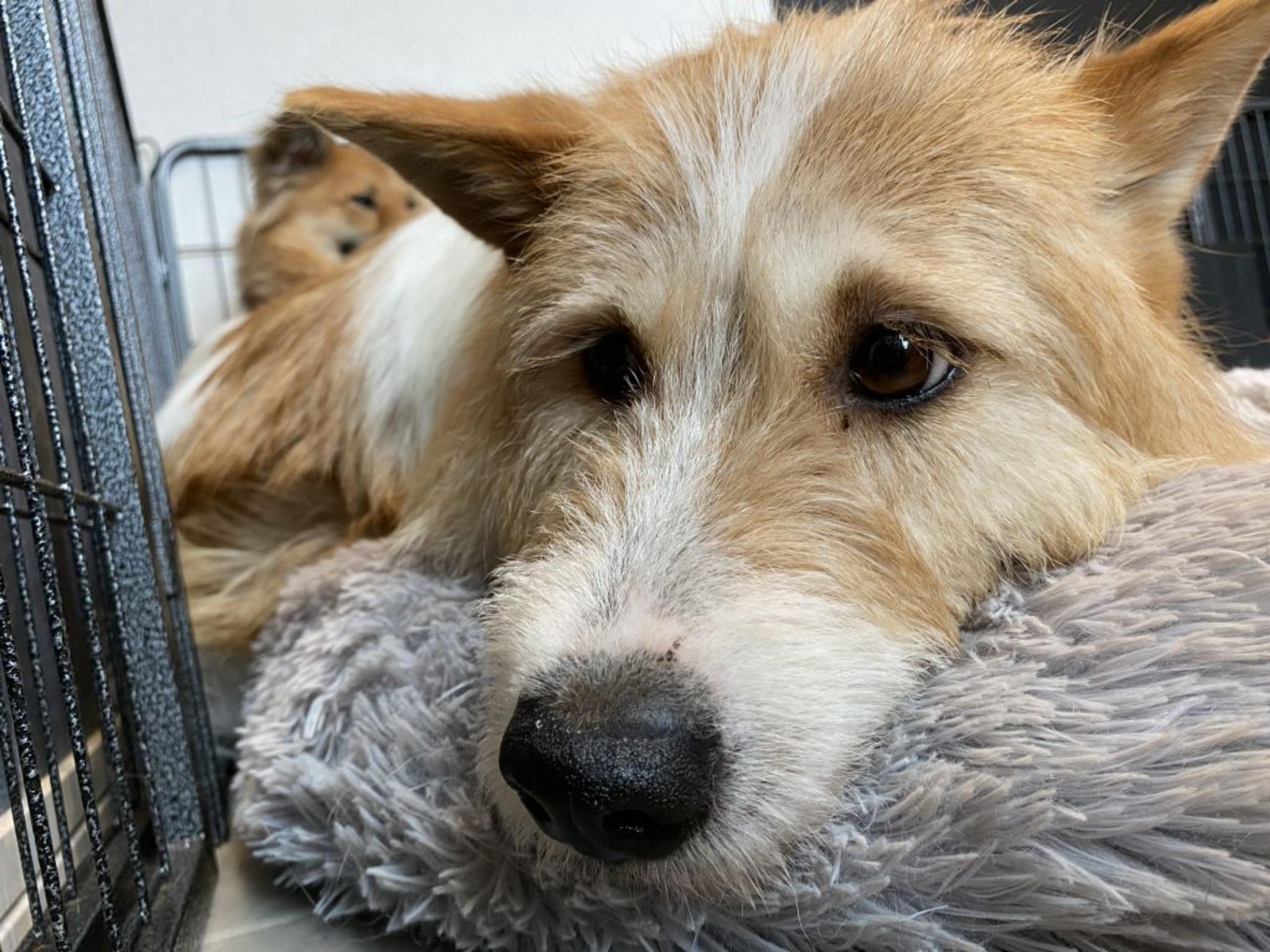 pet-image-4