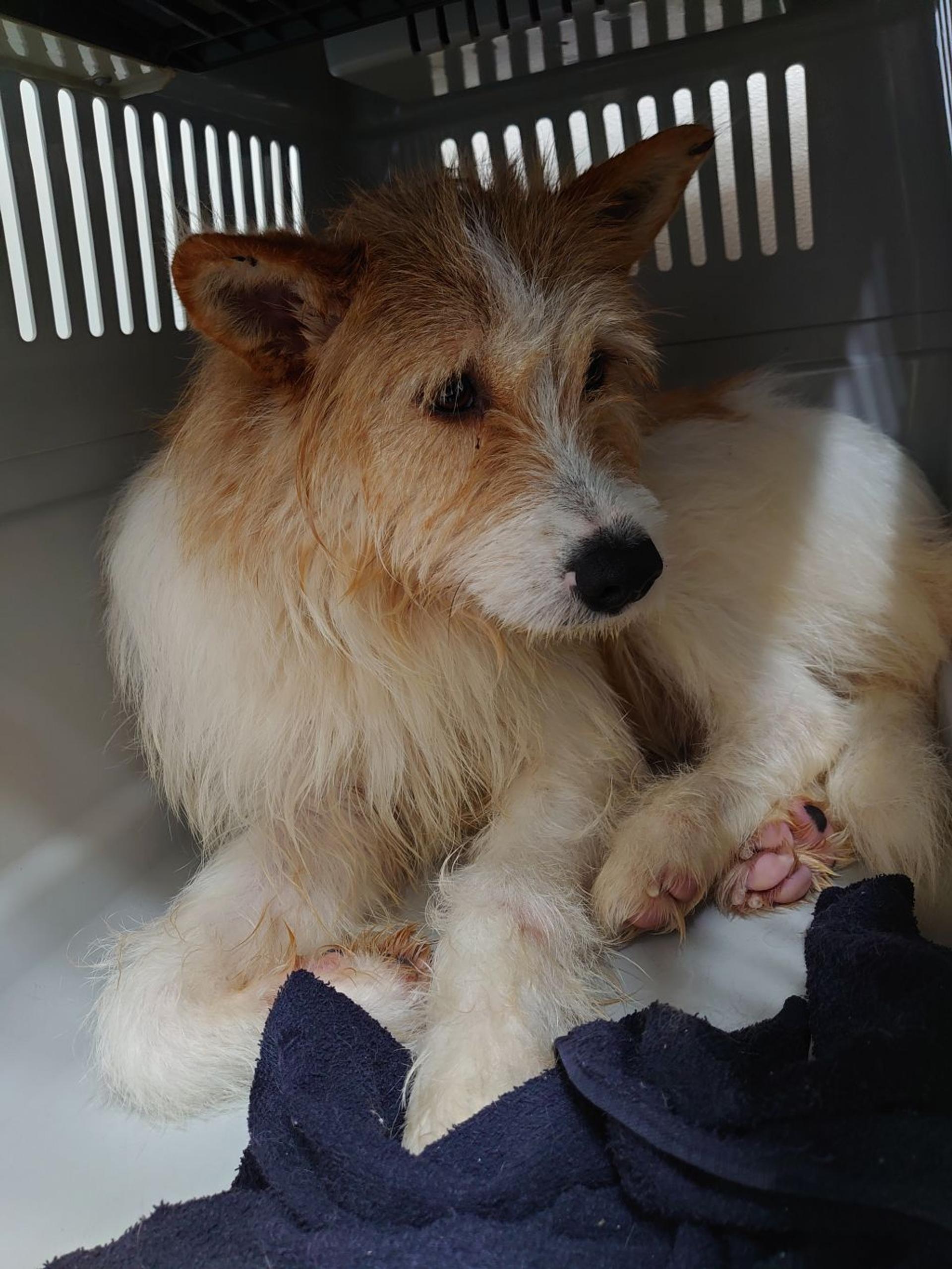pet-image-6