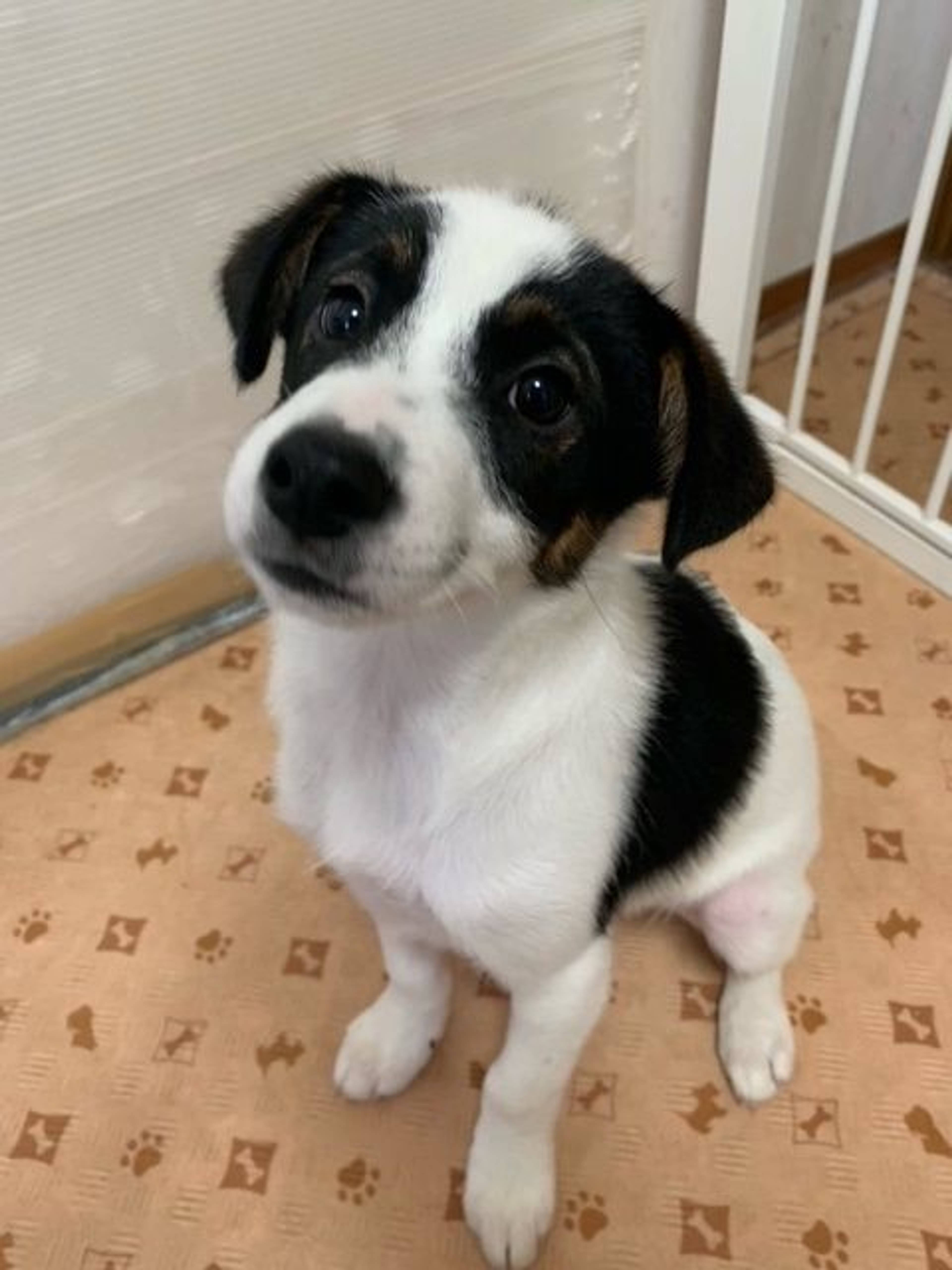 雑種（ミックス犬）・オスの里親募集の写真