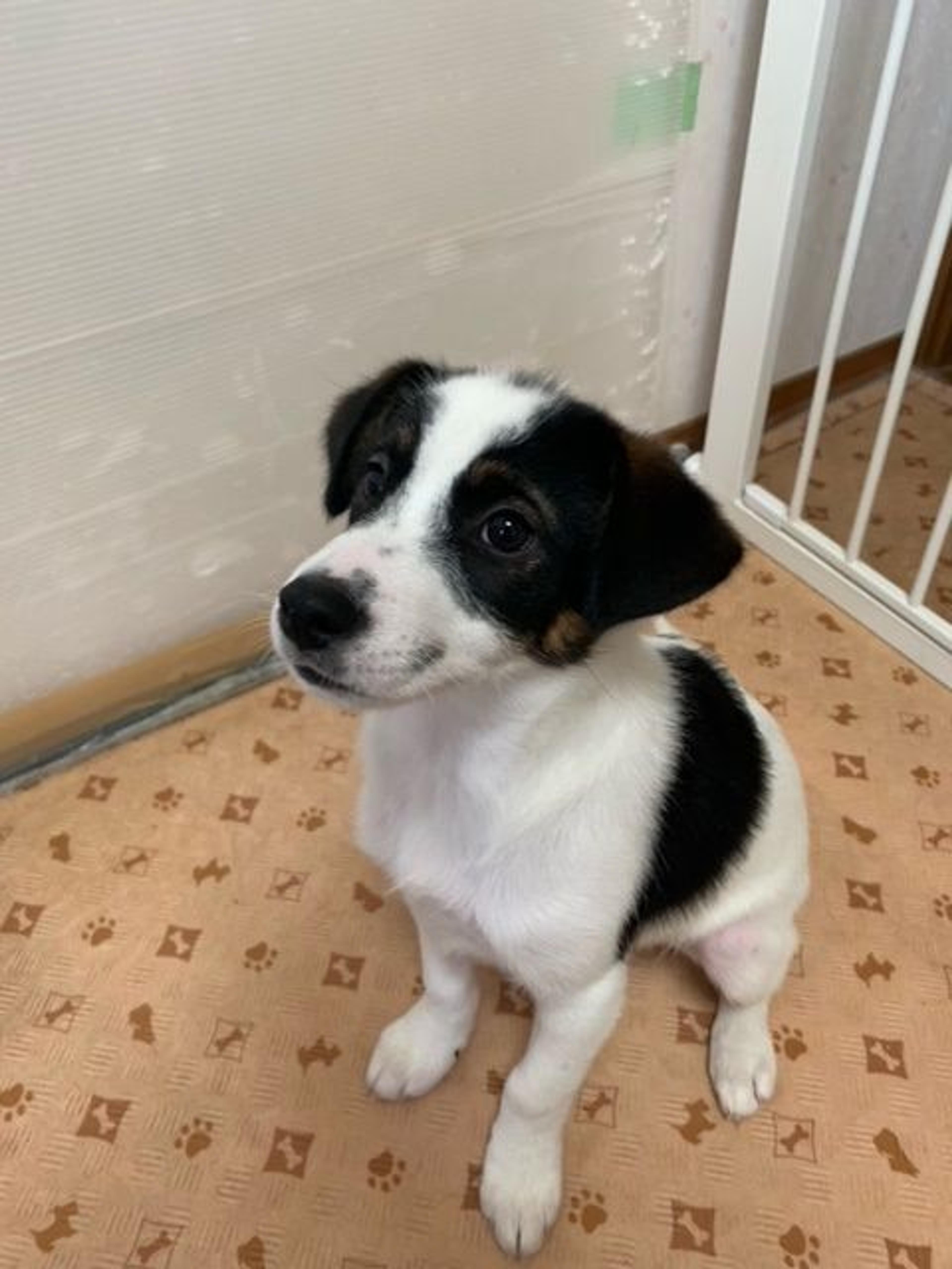 pet-image-2