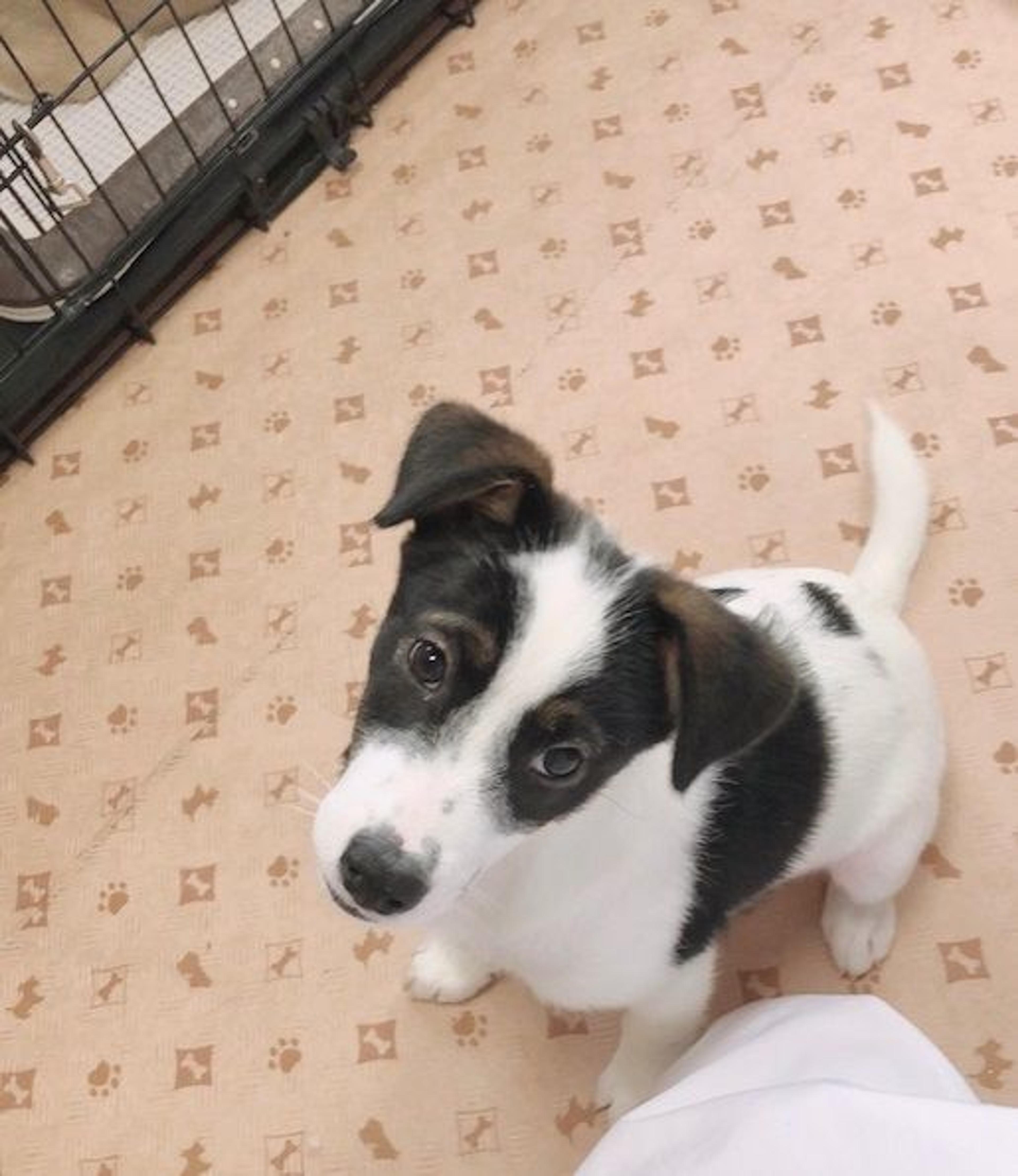 pet-image-3