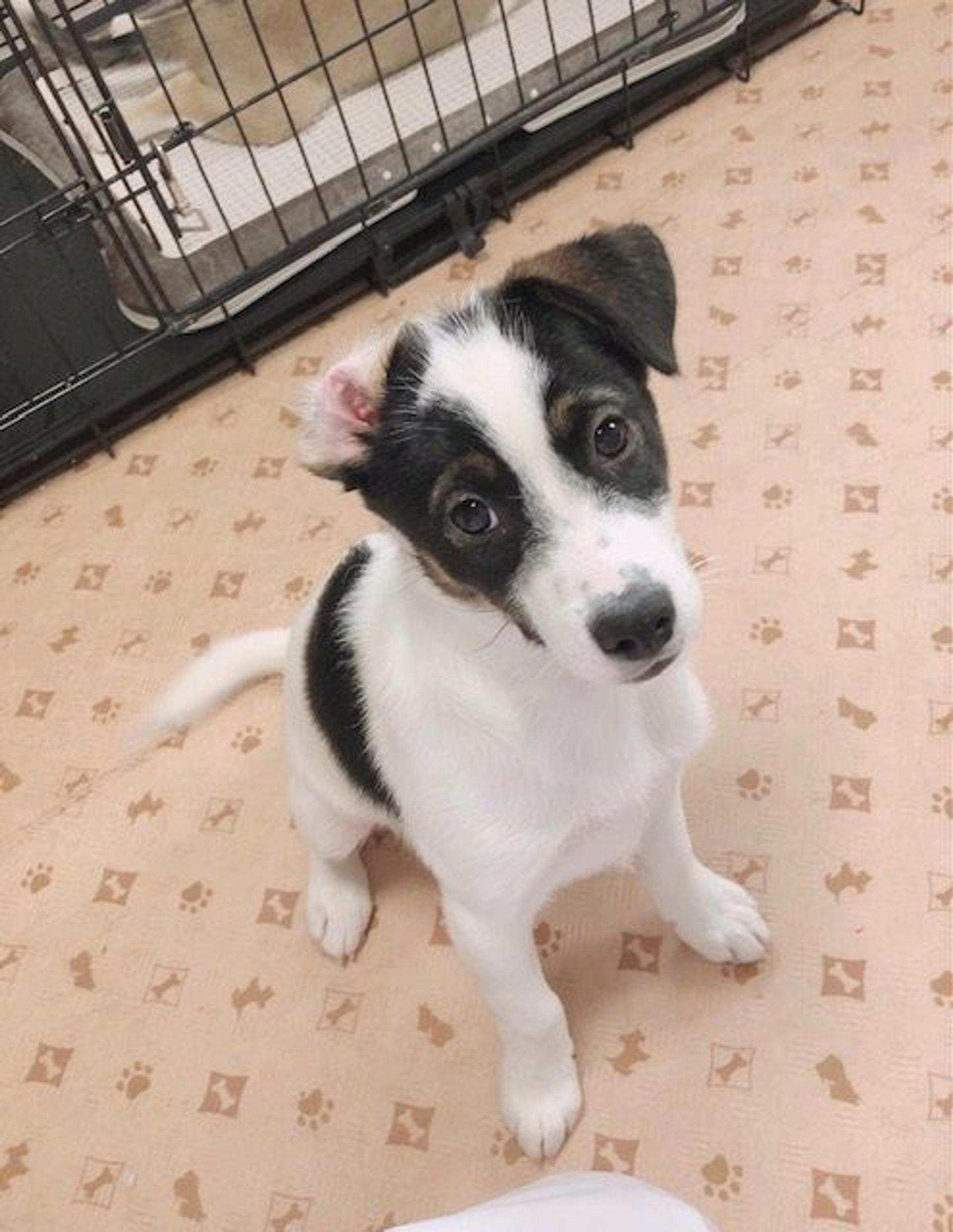 pet-image-4