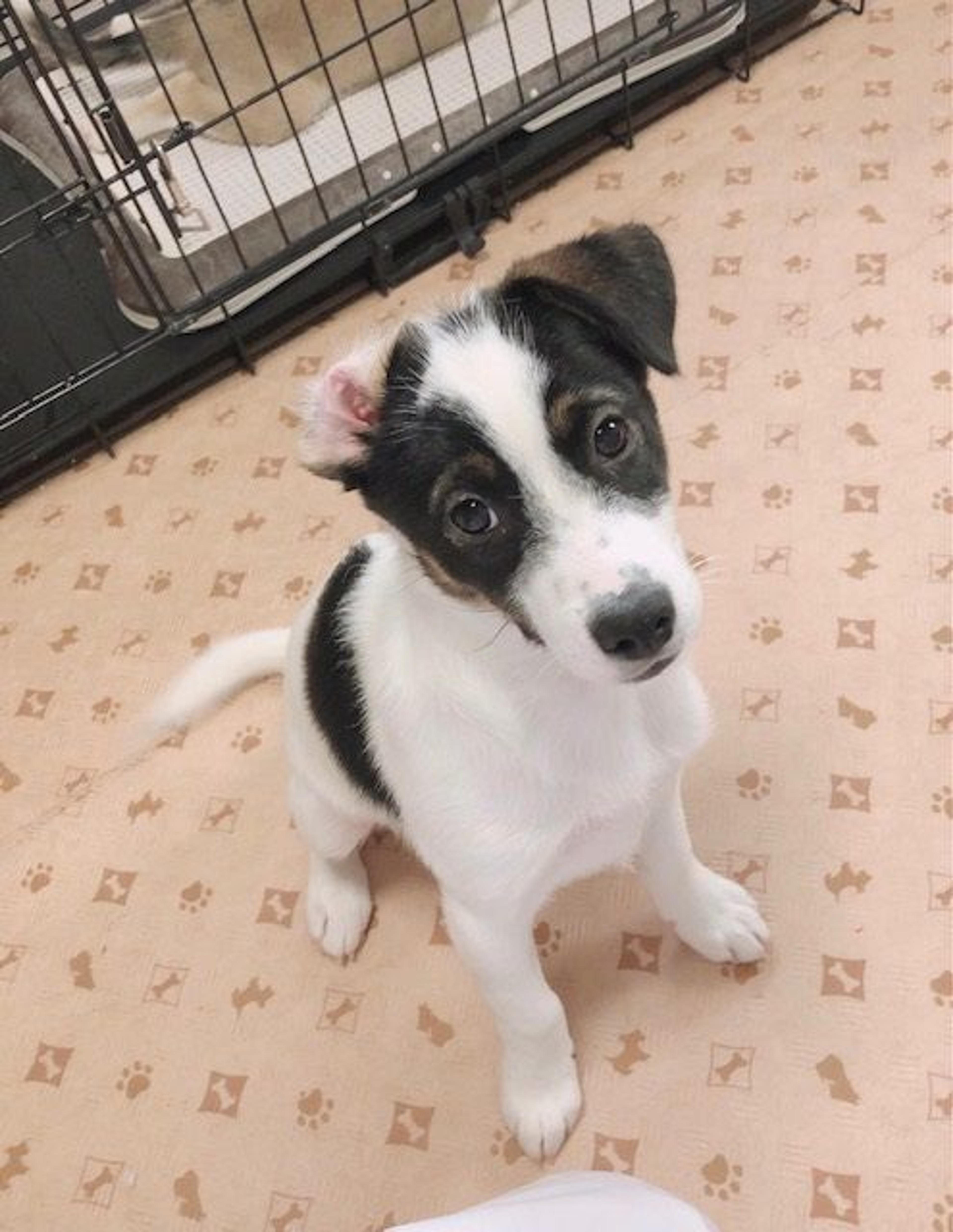pet-image-4