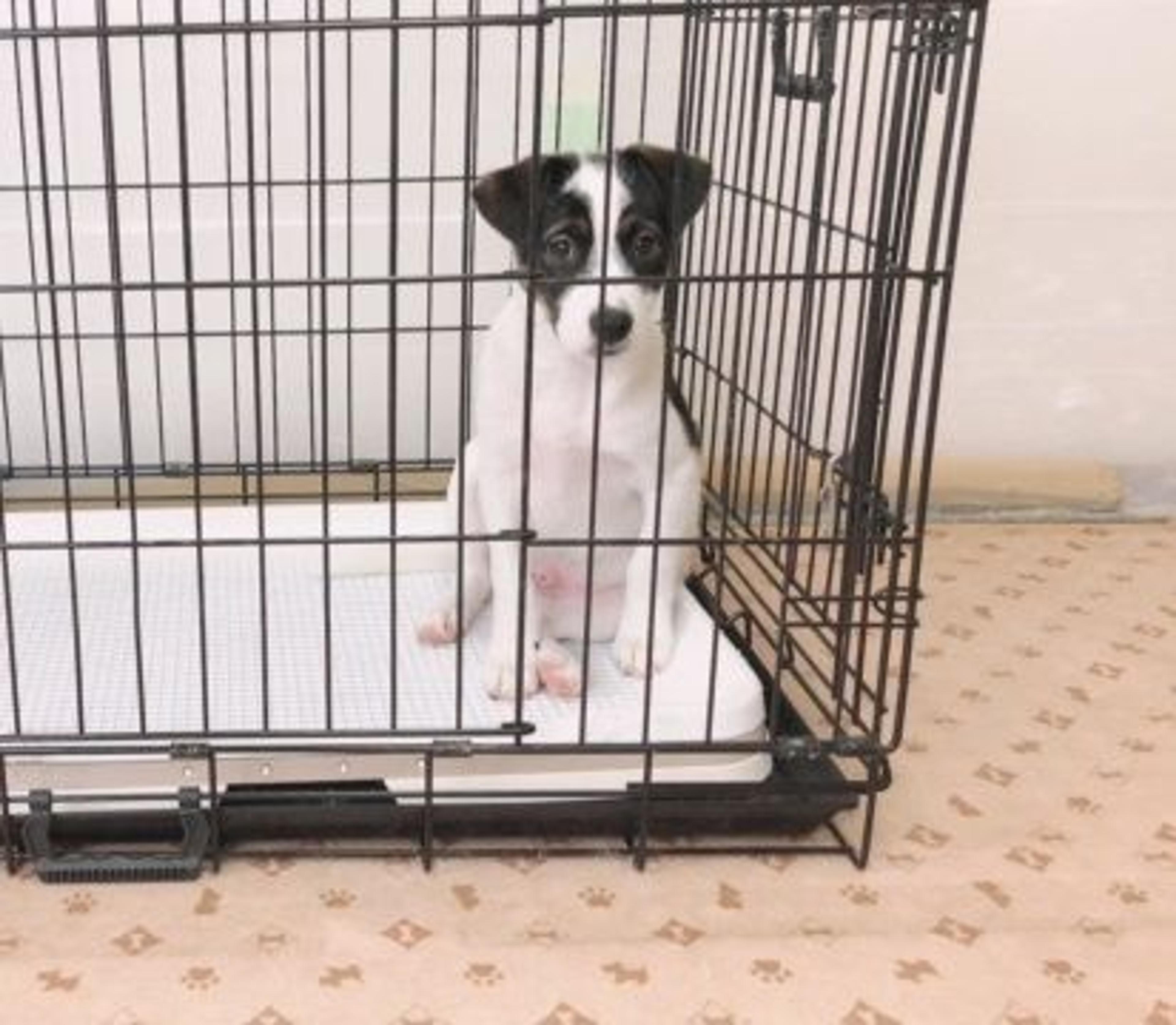 pet-image-6