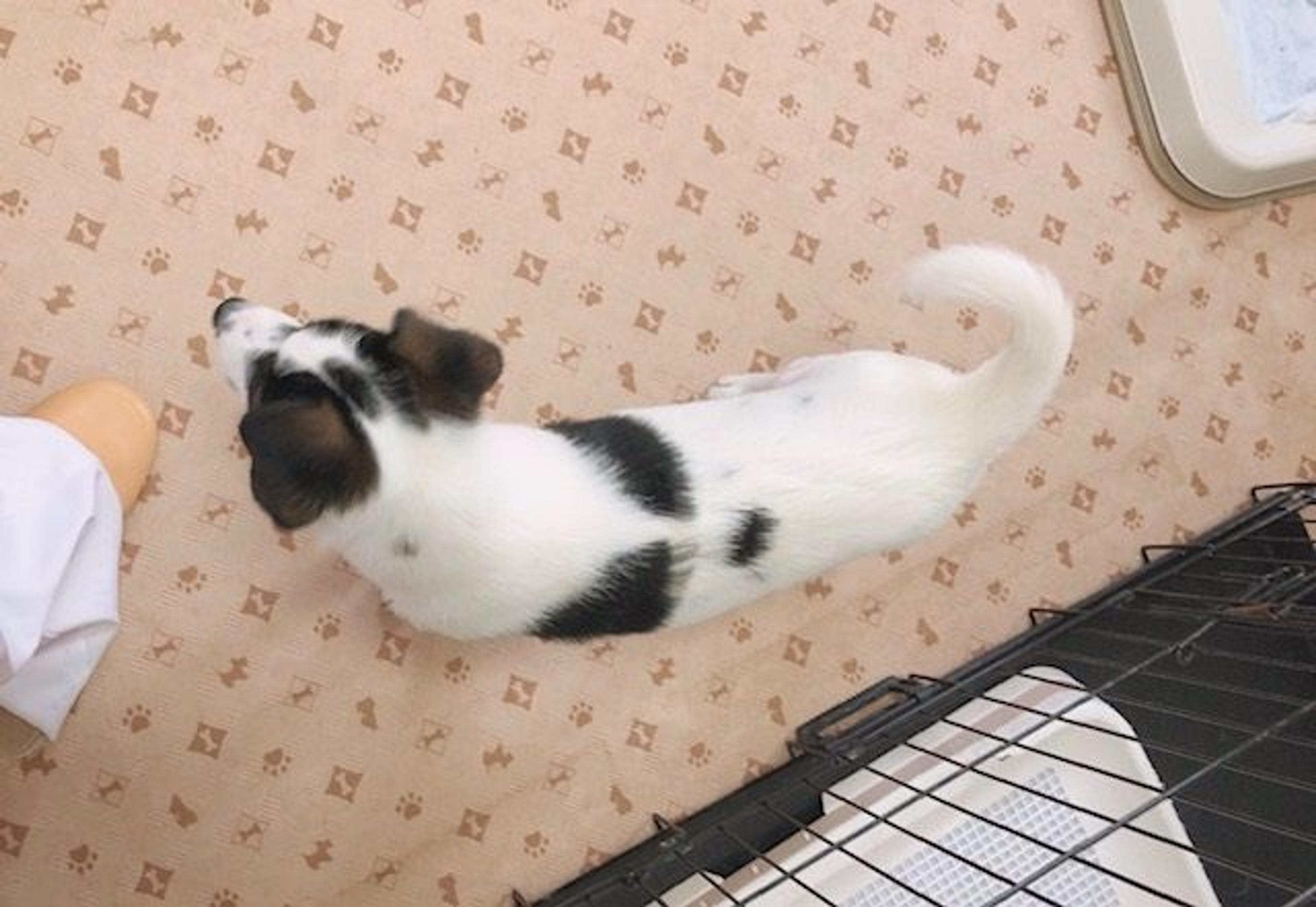 pet-image-7