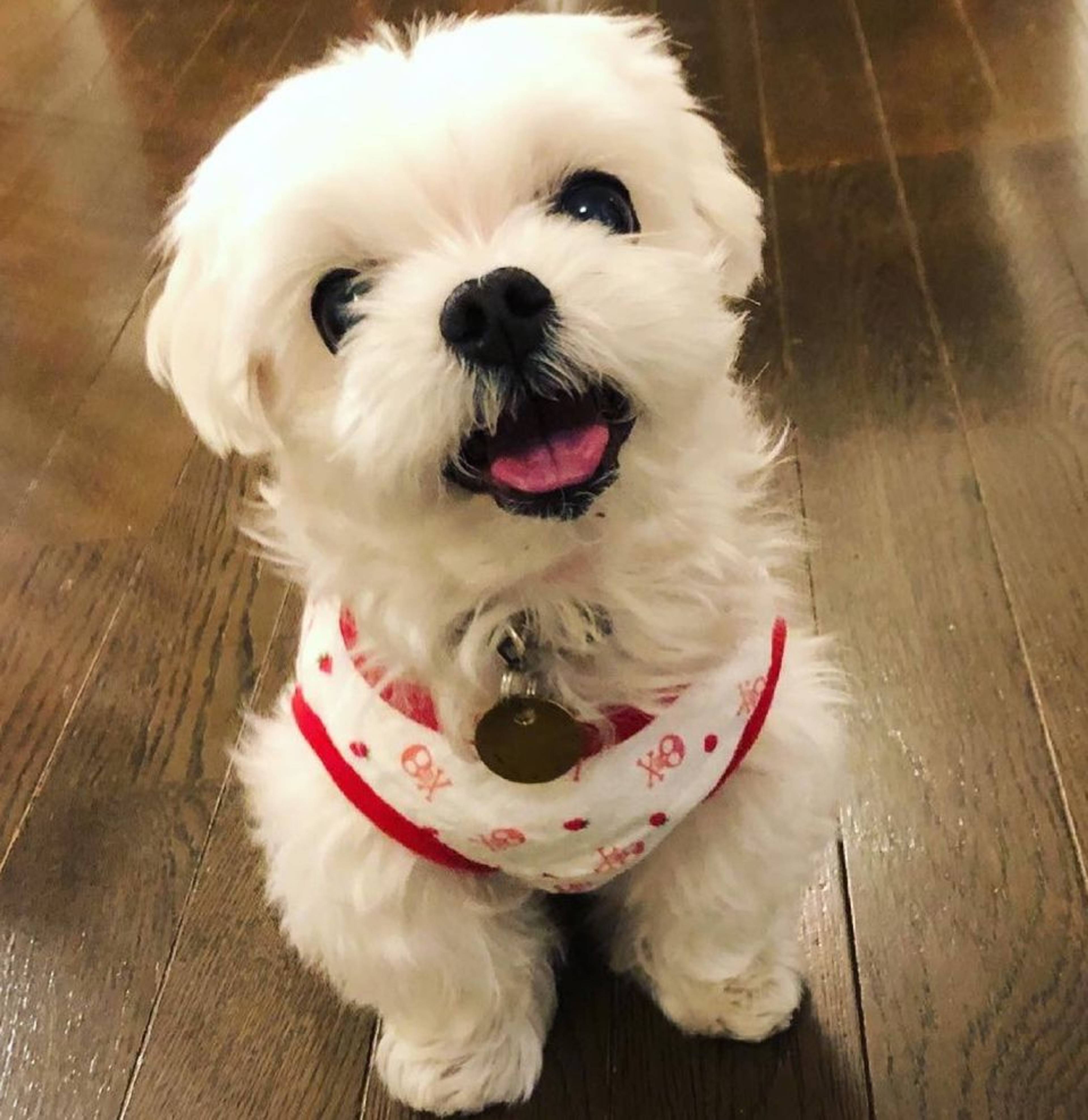 雑種（ミックス犬）・メスの里親募集の写真
