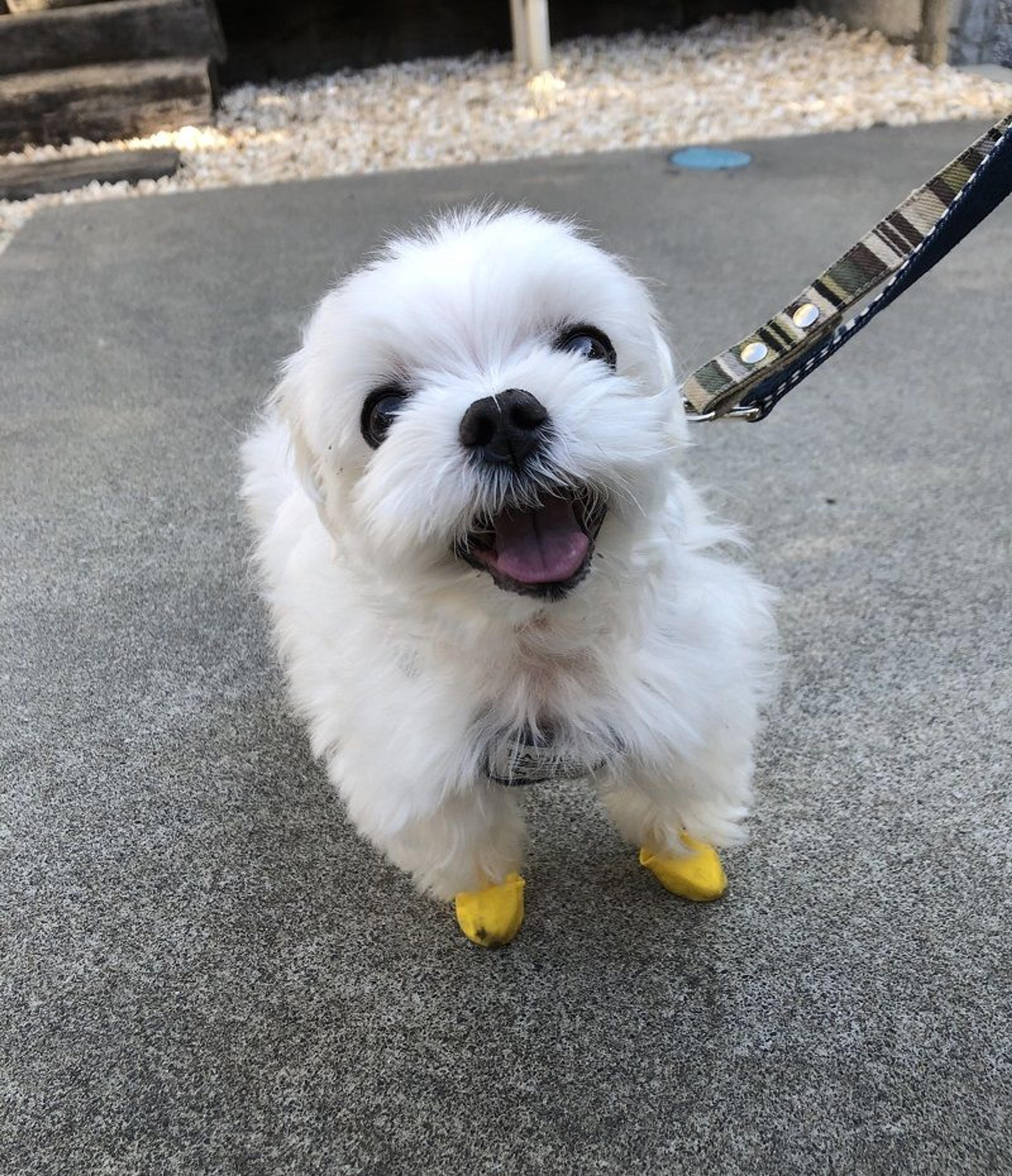 pet-image-4