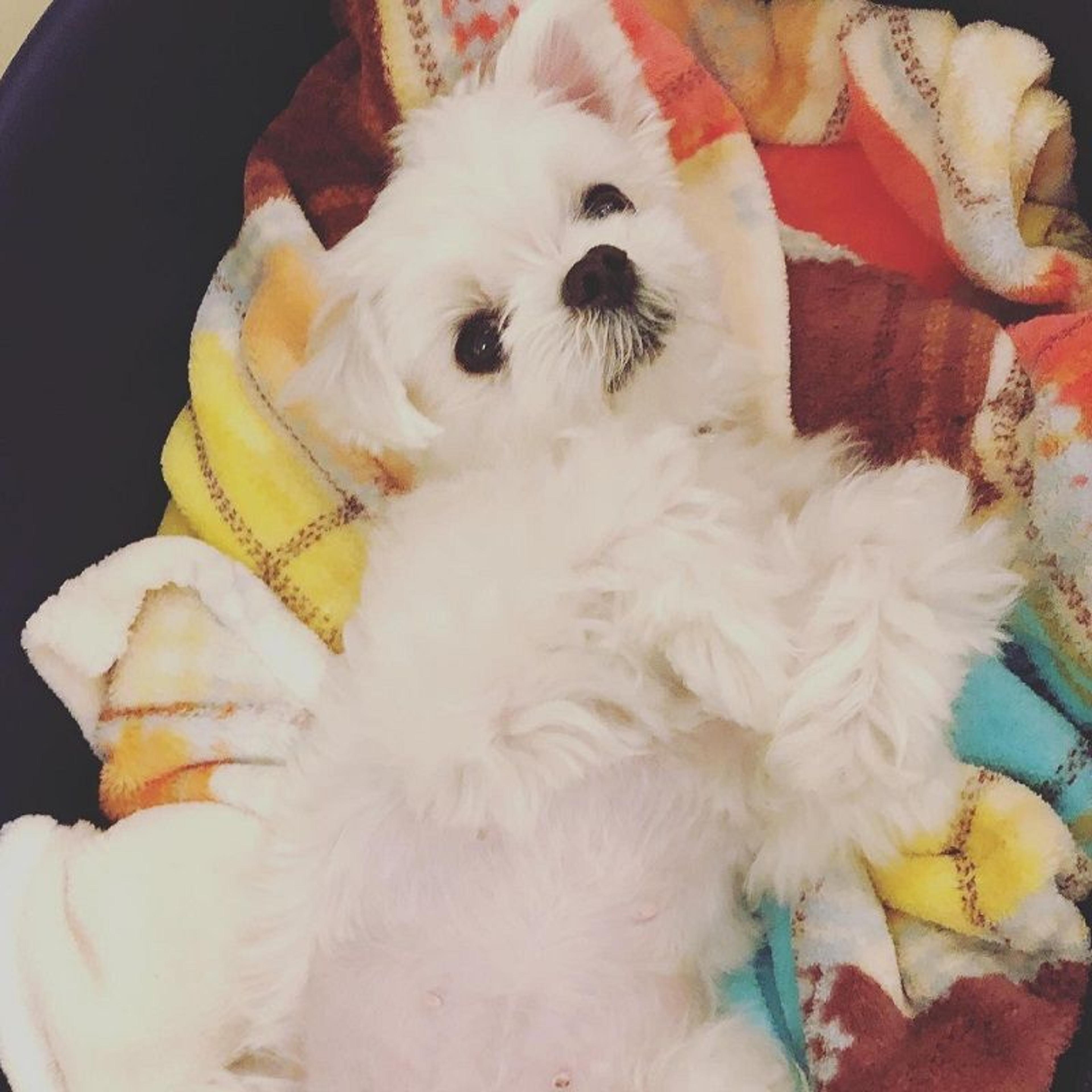 pet-image-8