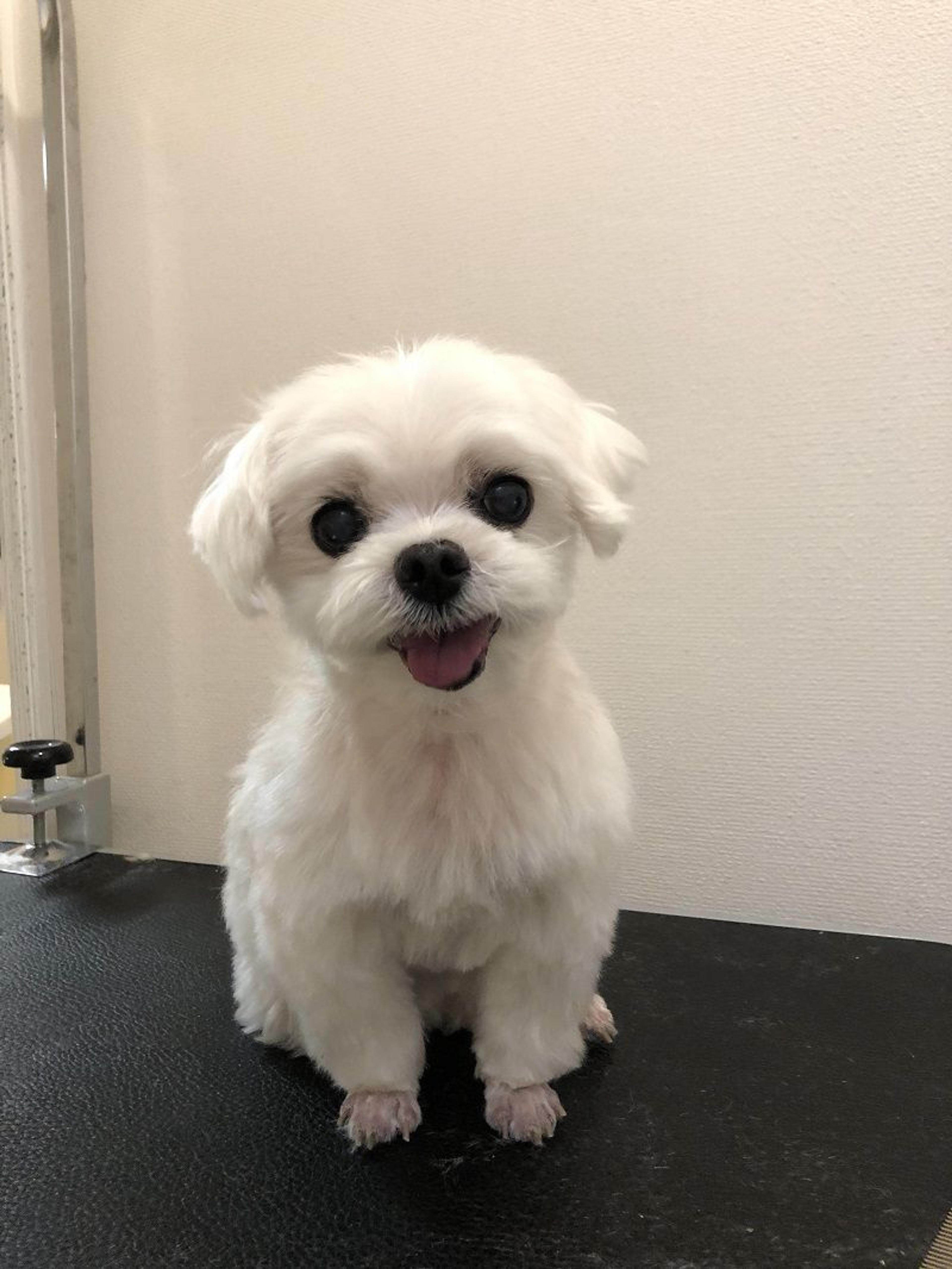 pet-image-6