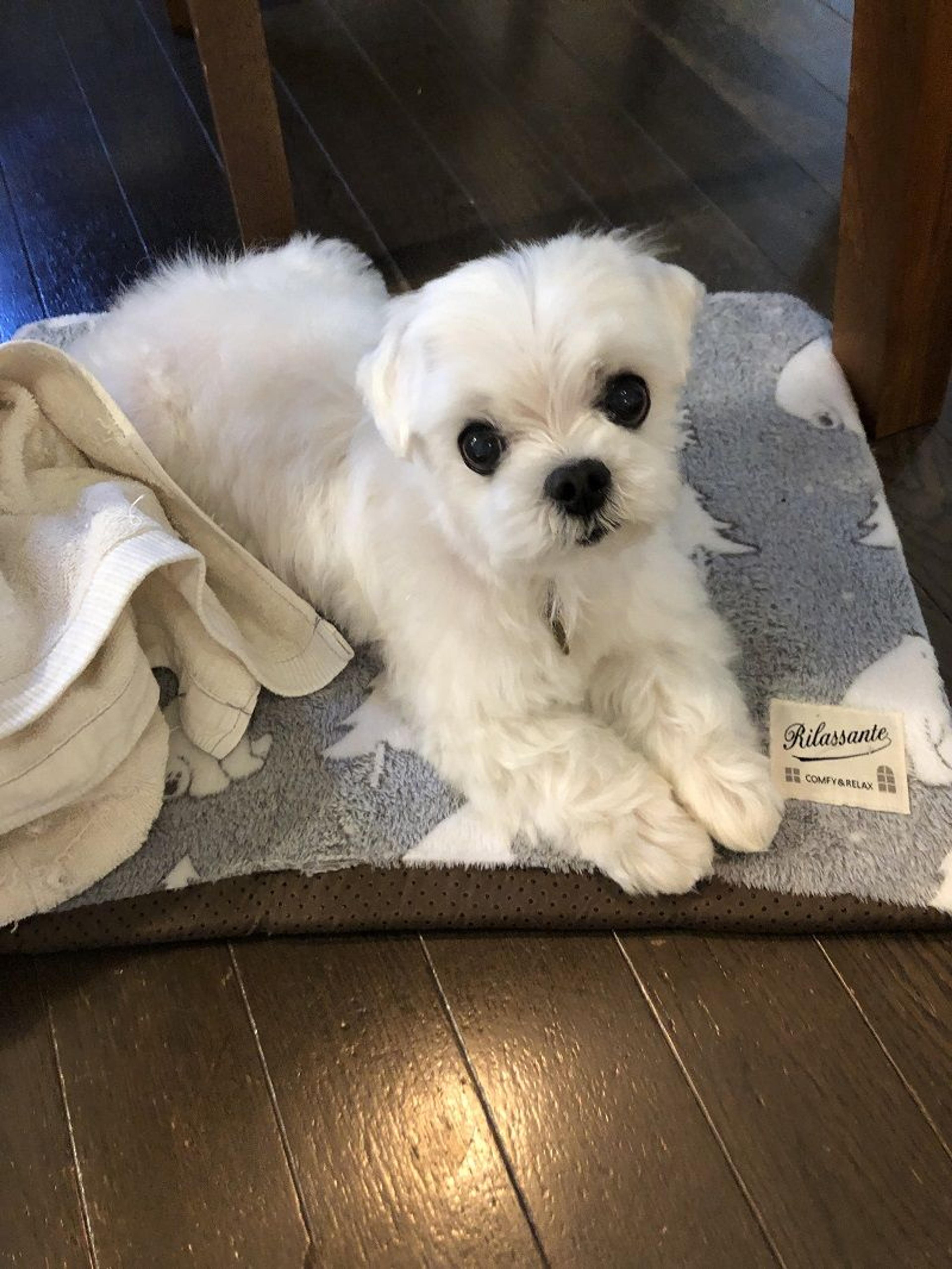 pet-image-3