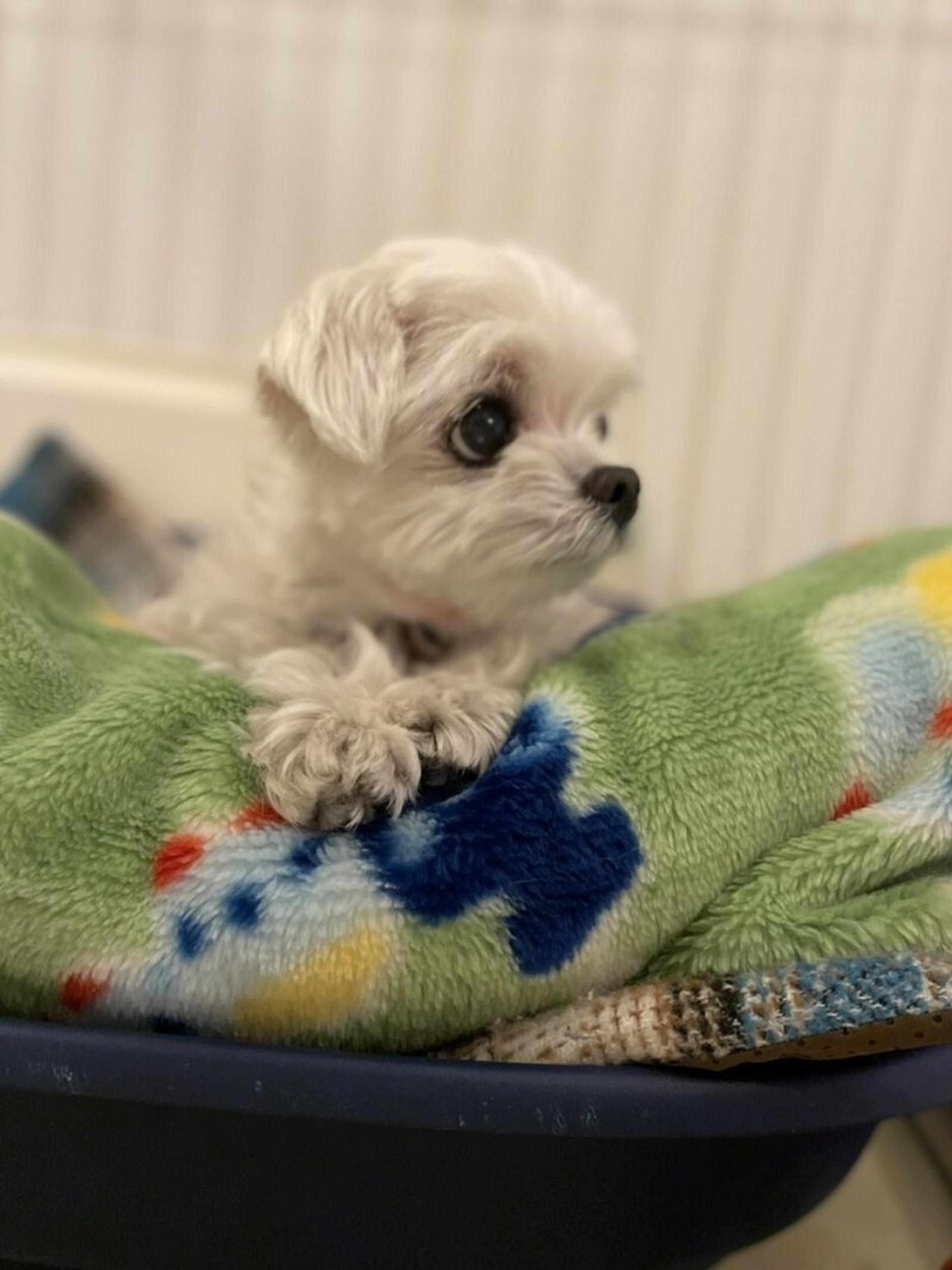 pet-image-5