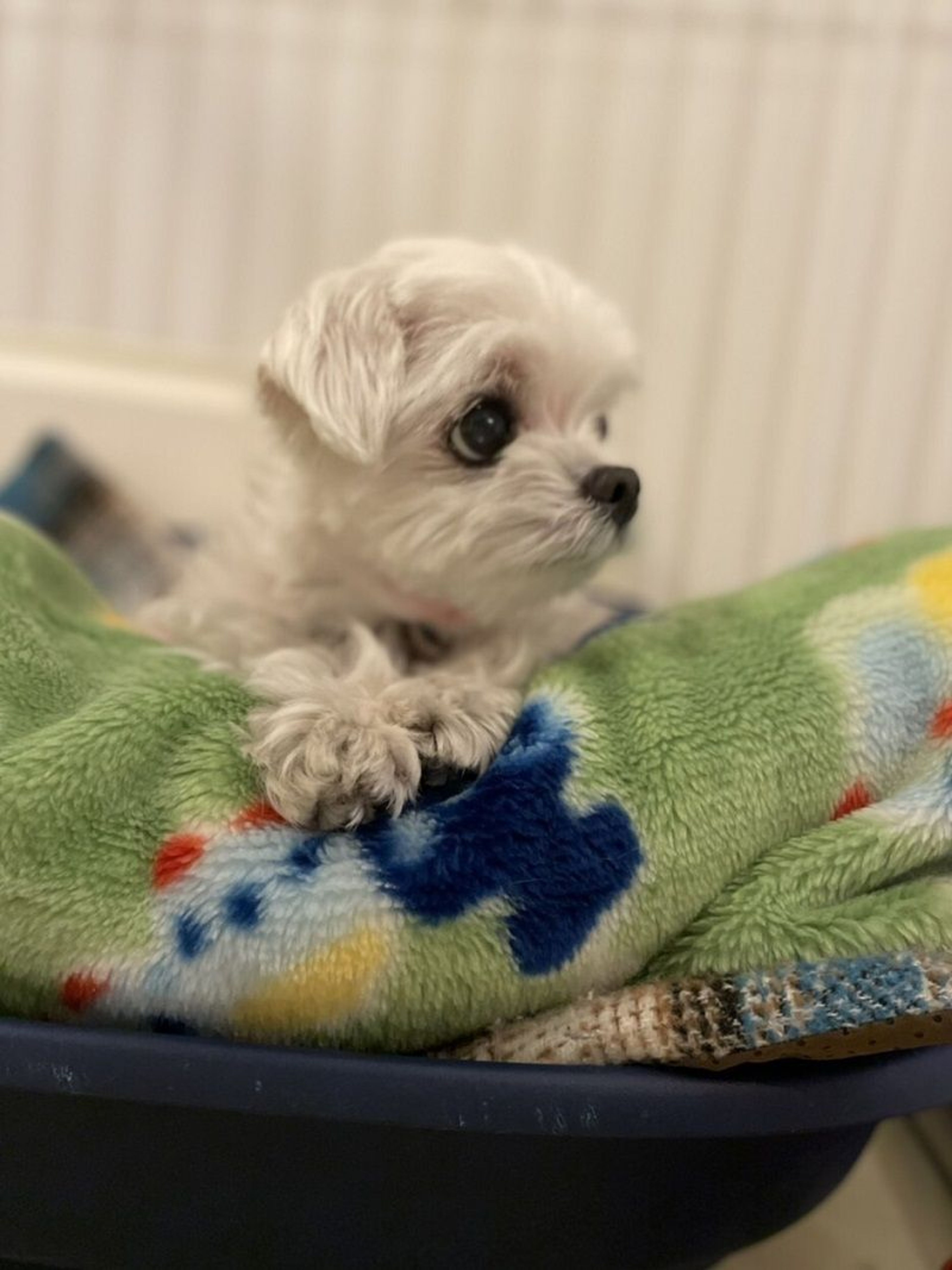 pet-image-5