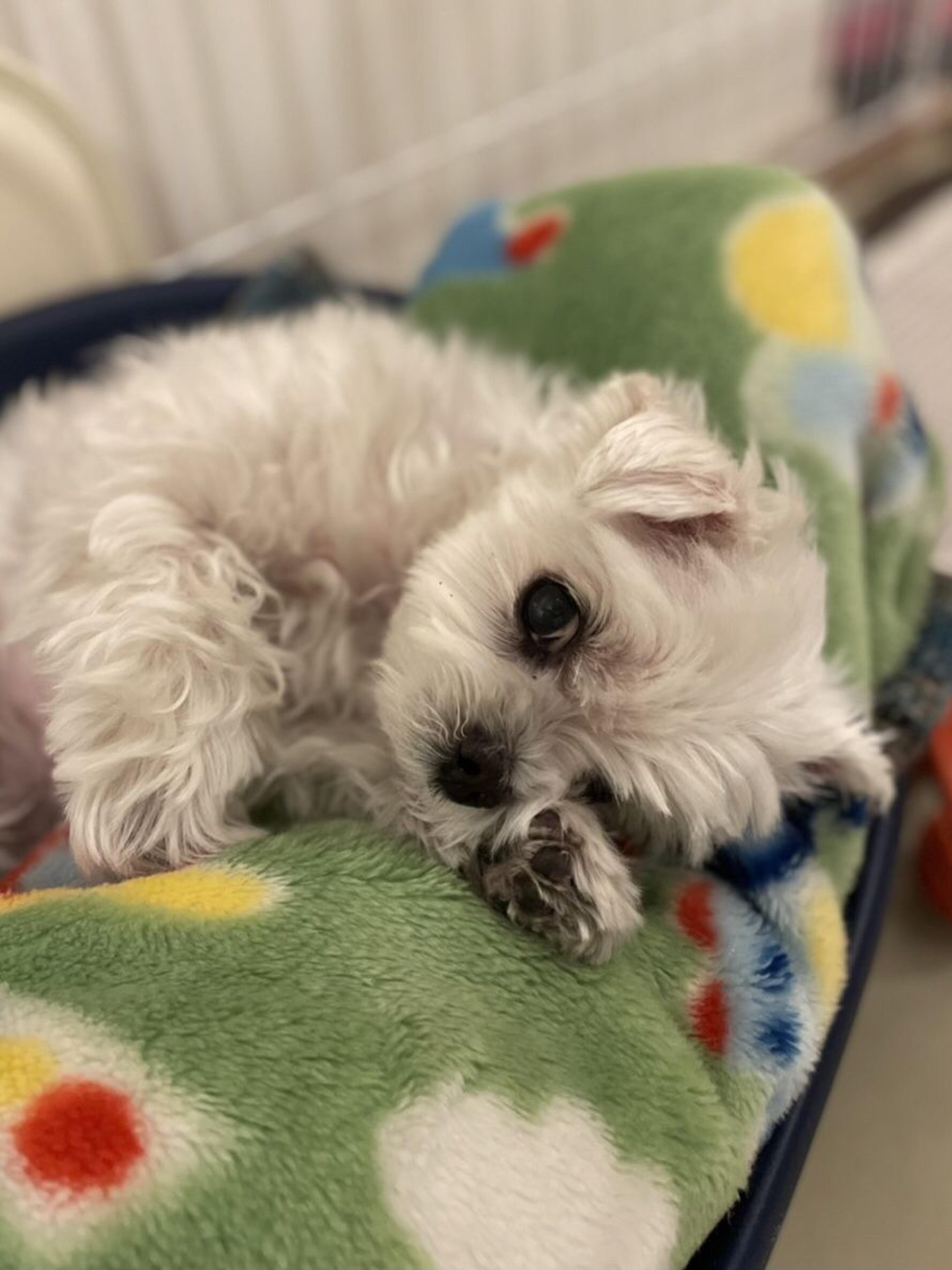 pet-image-7