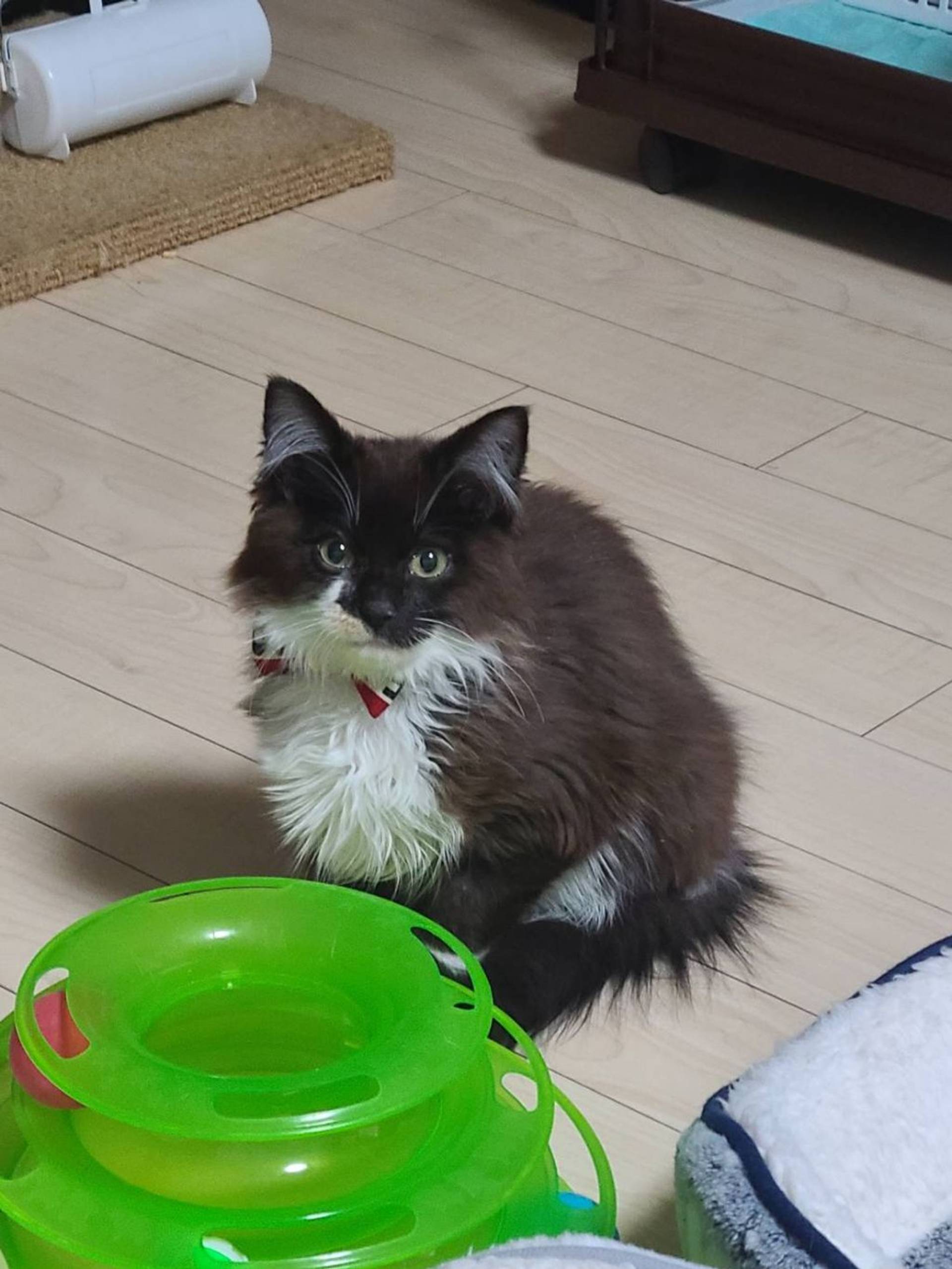 雑種（ミックス猫）・オスの里親募集の写真