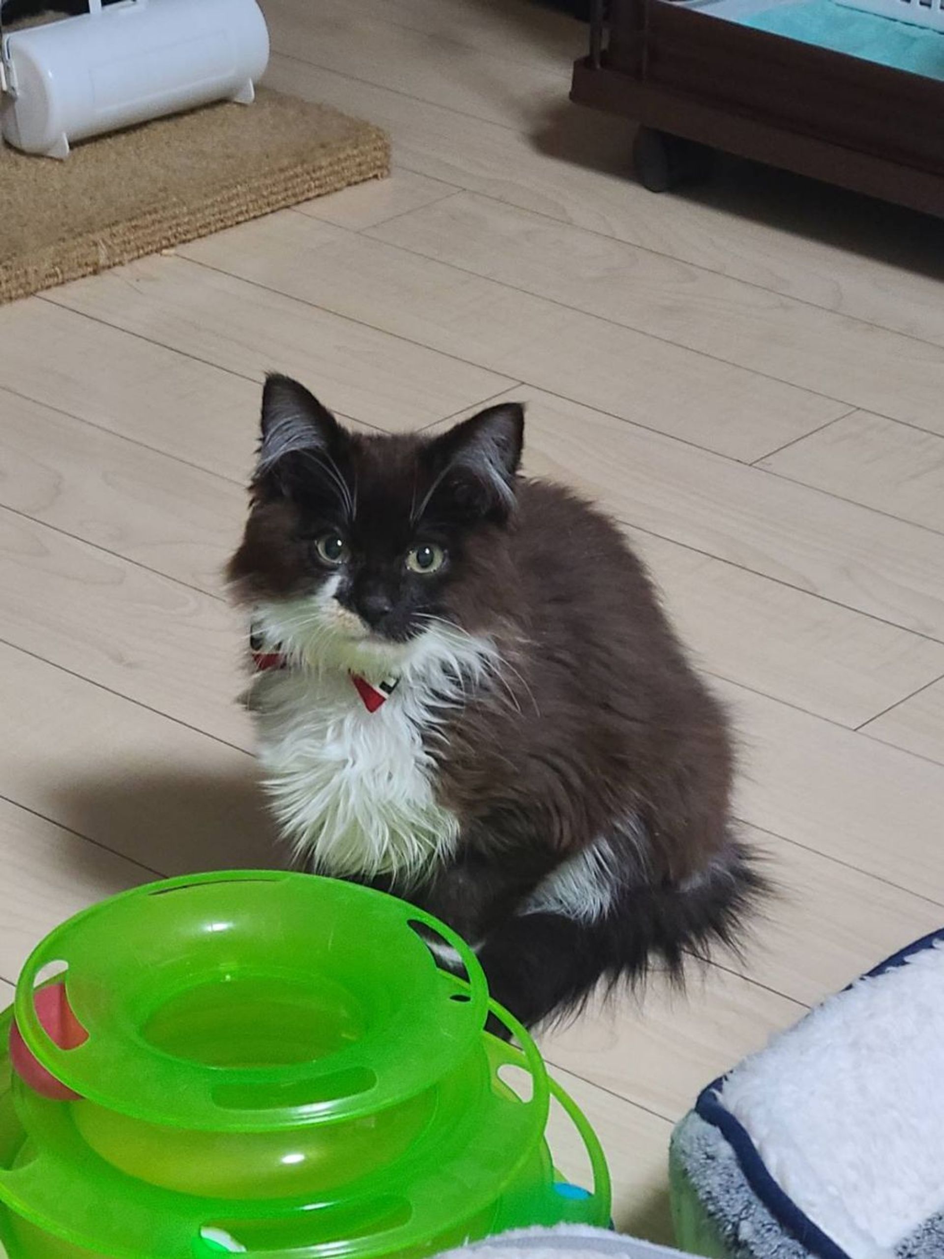 雑種（ミックス猫）・オスの里親募集の写真