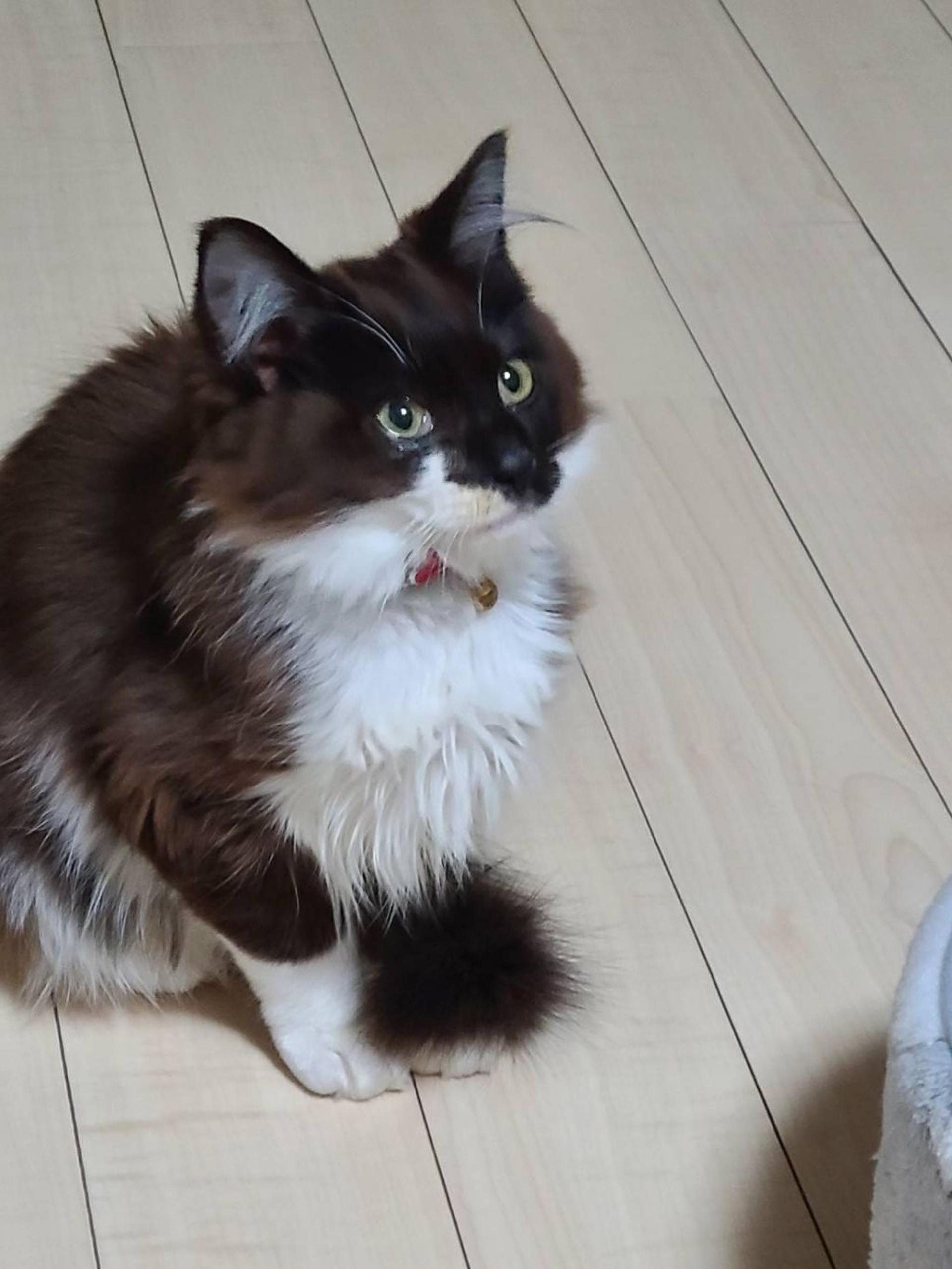pet-image-2