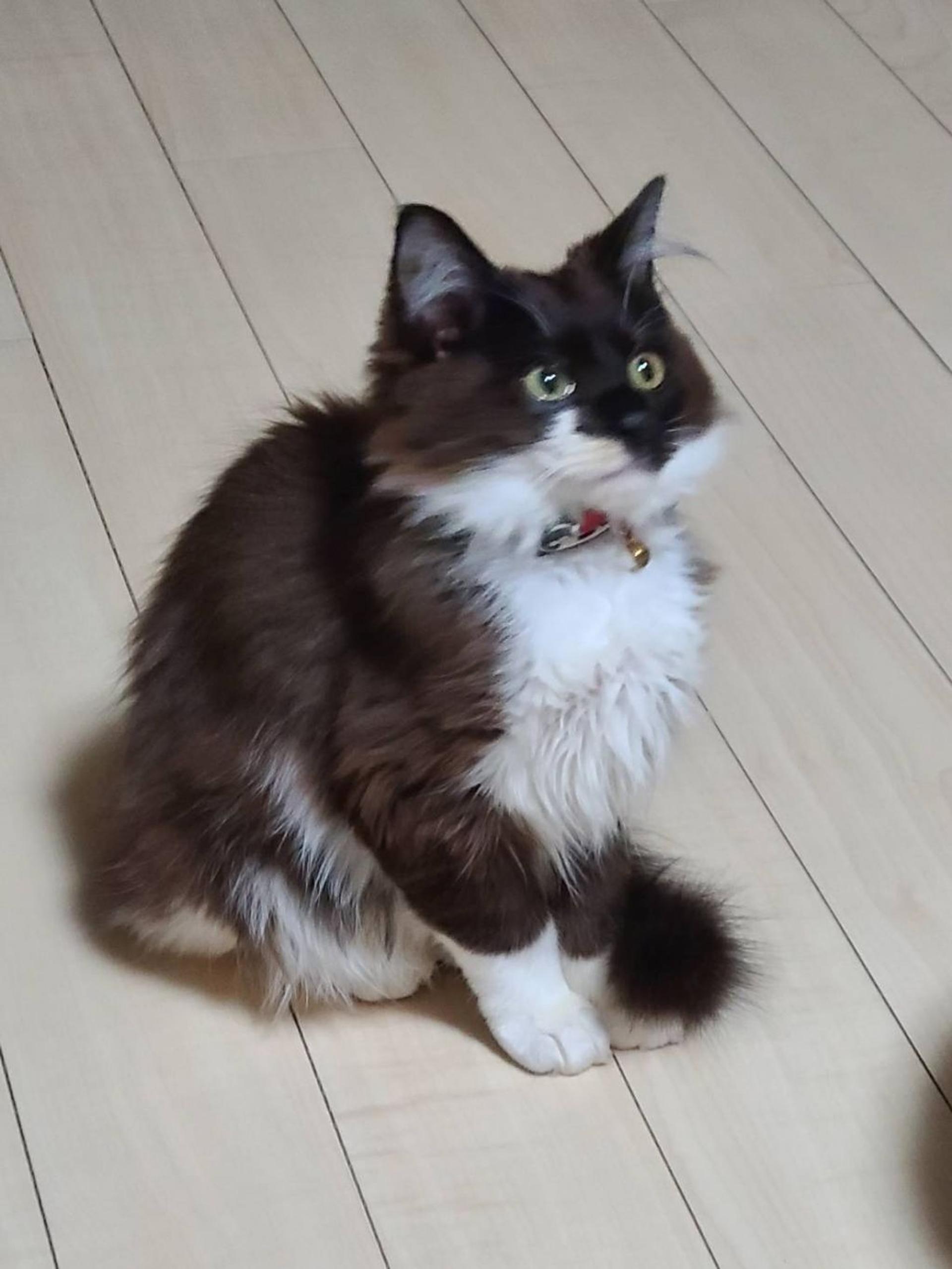 pet-image-7