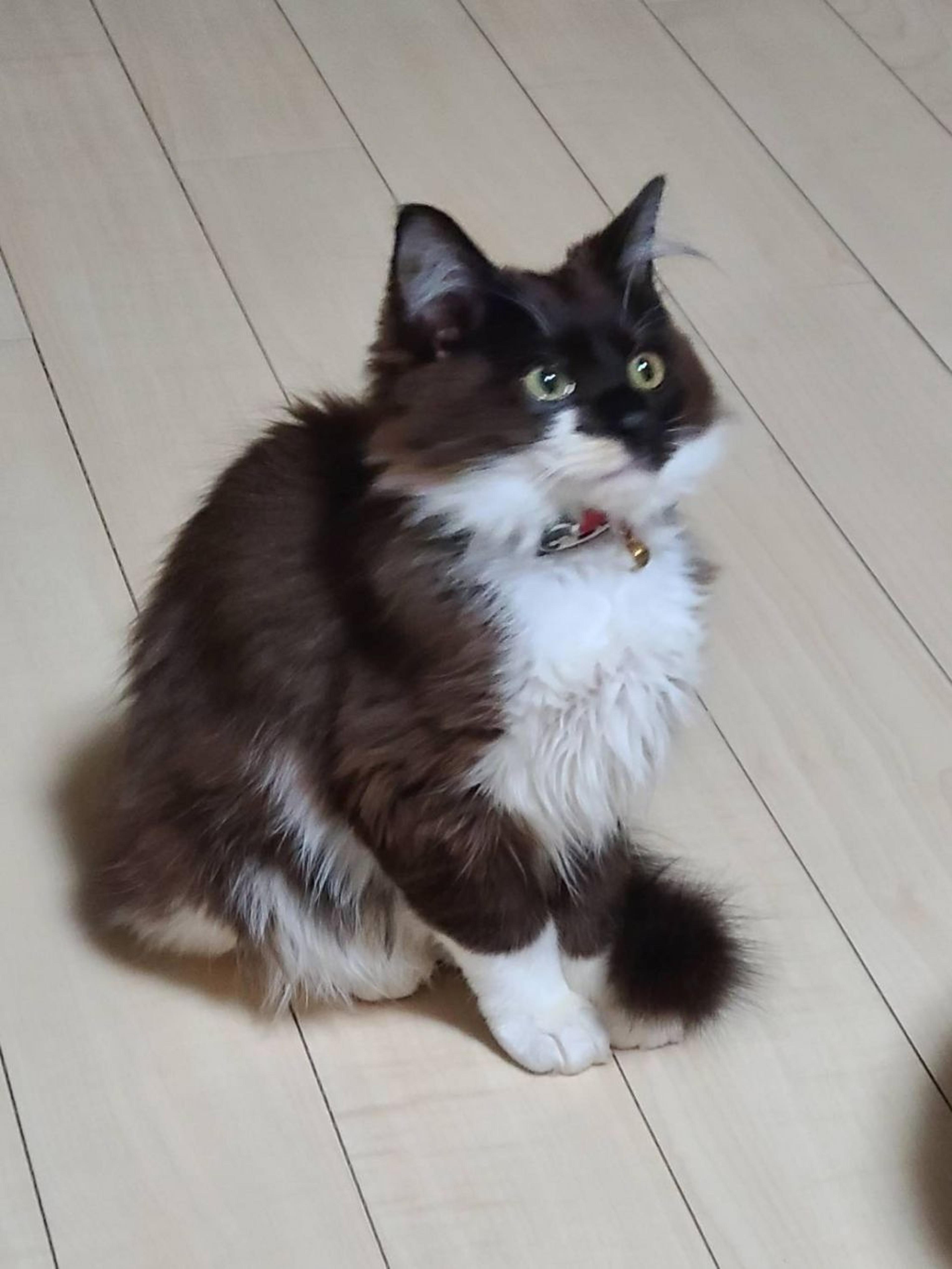 pet-image-7
