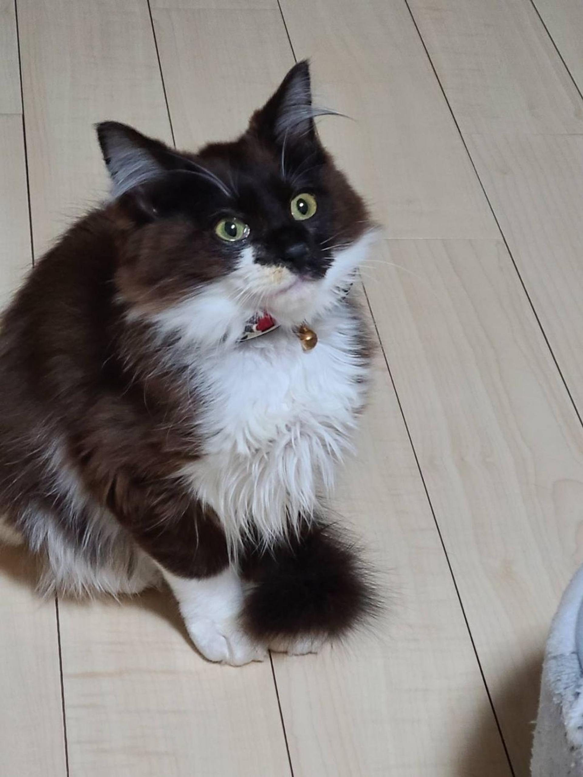pet-image-8