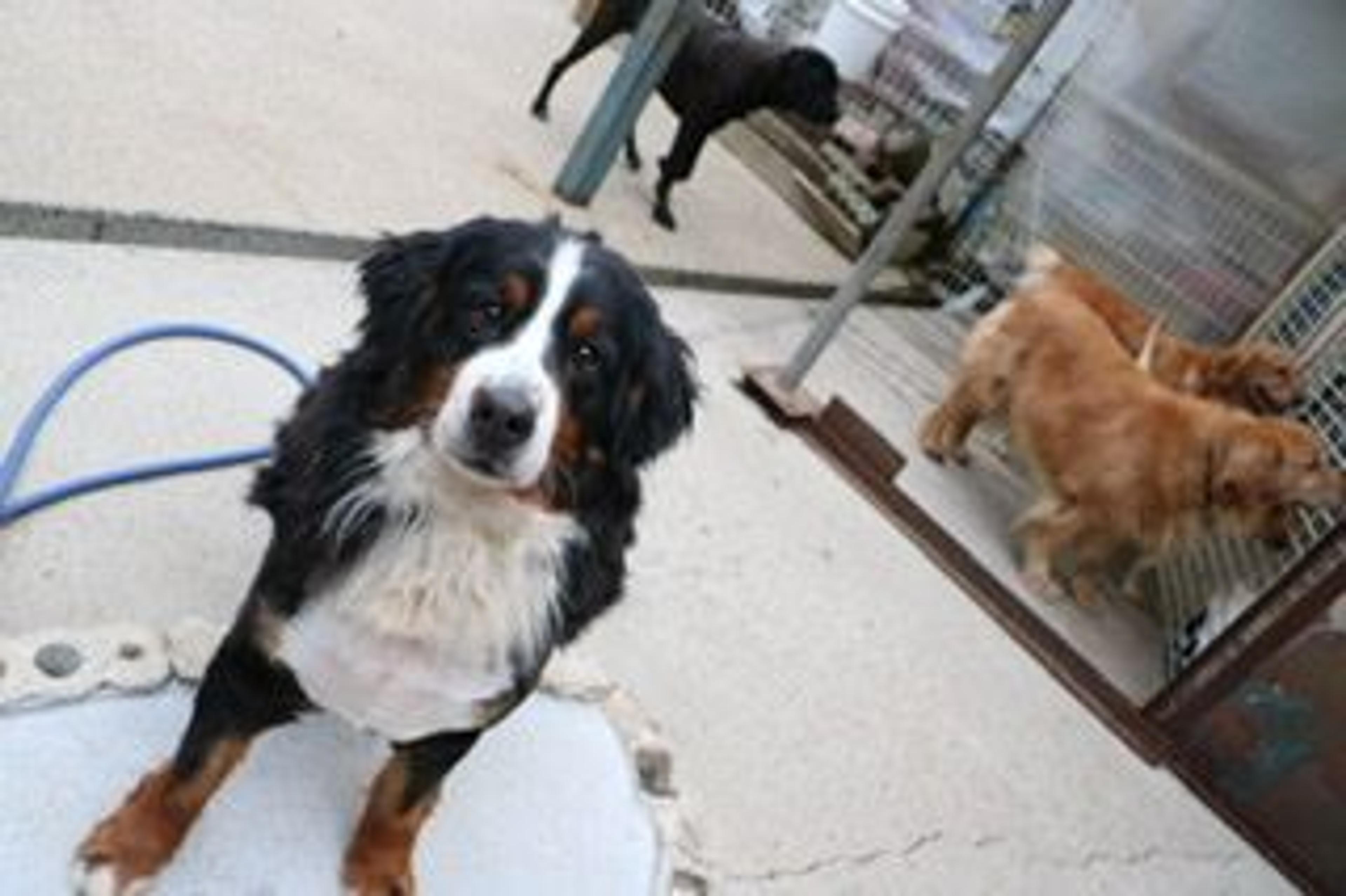 pet-image-2