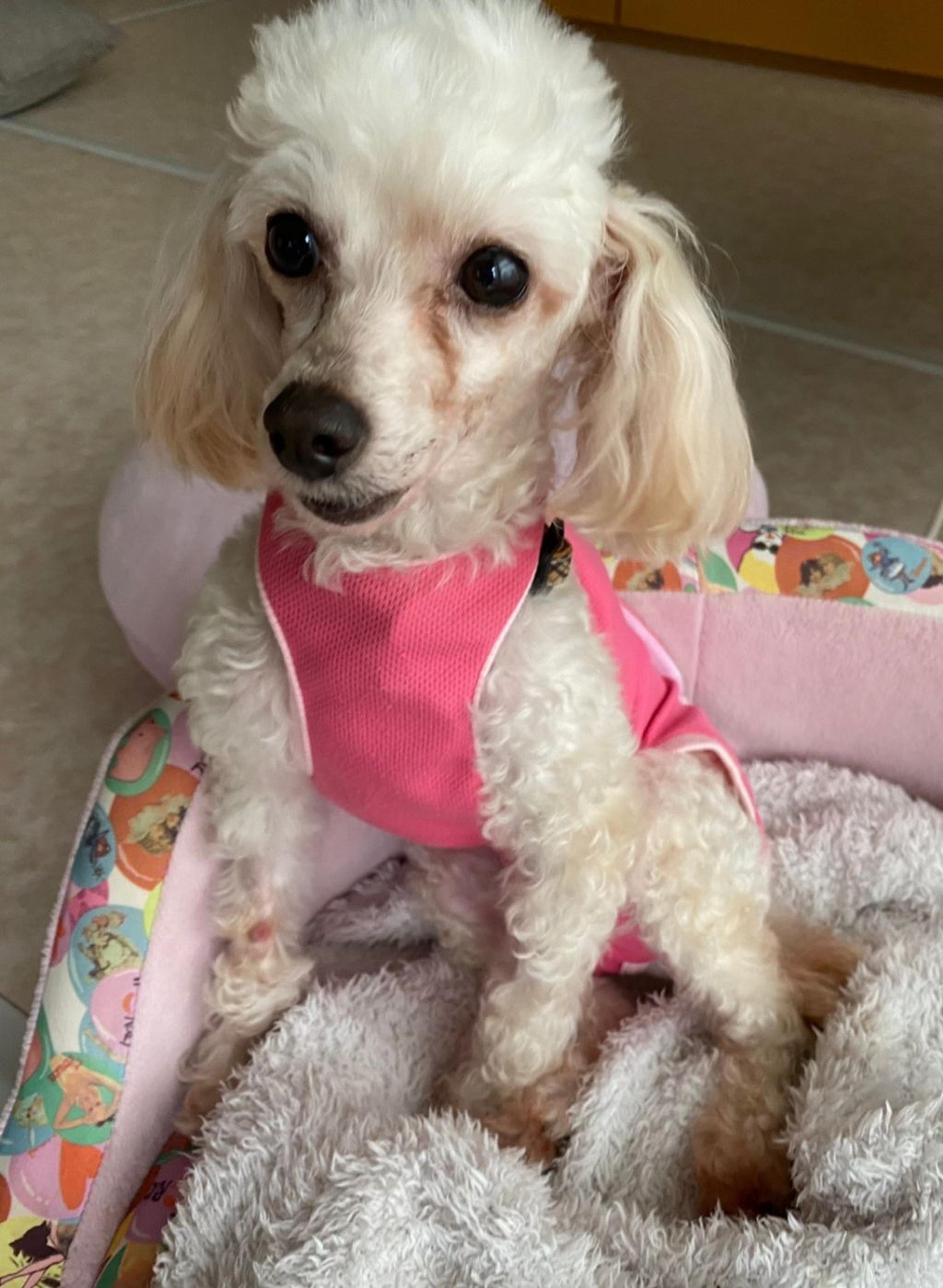 pet-image-2