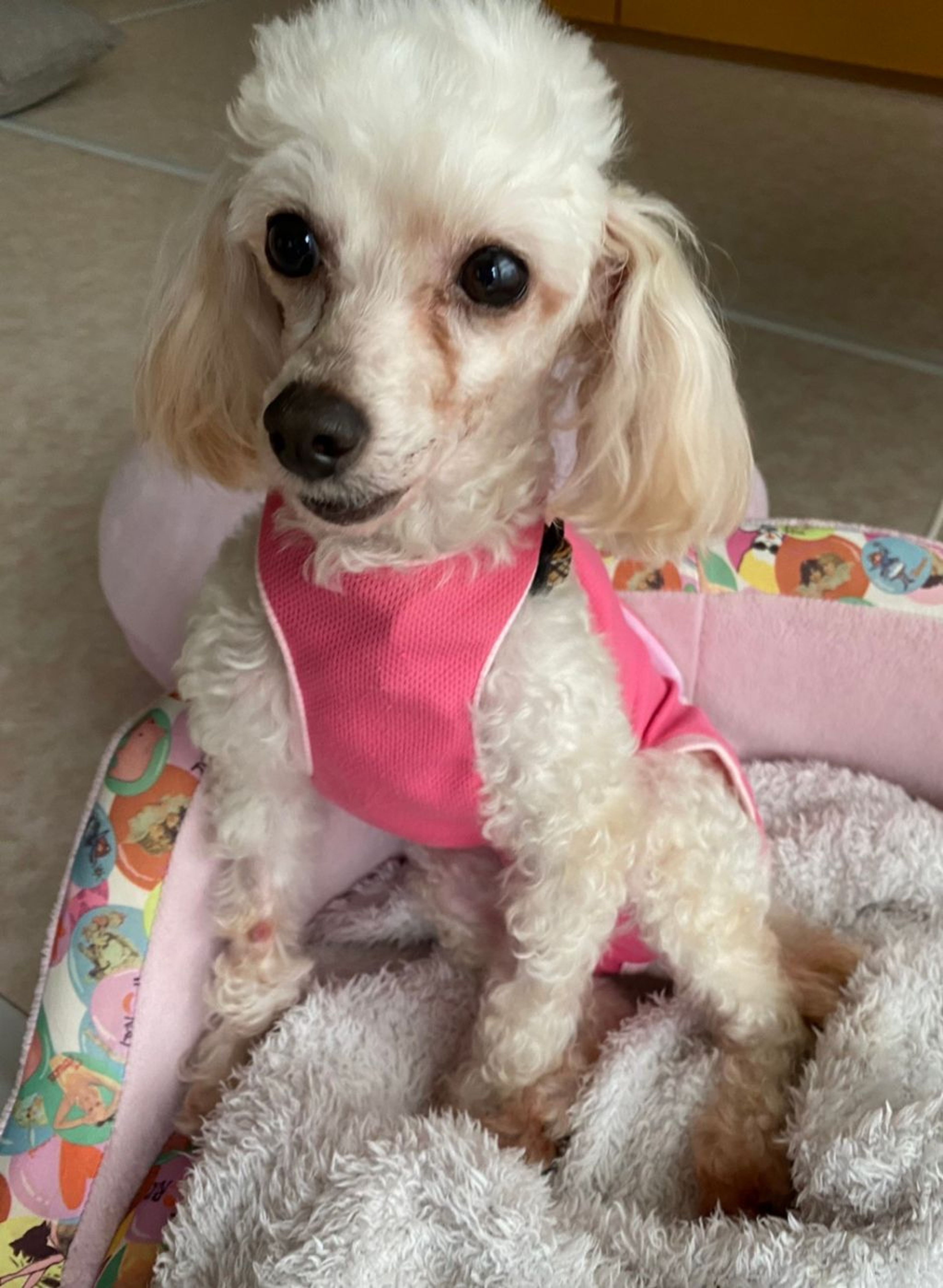 pet-image-2