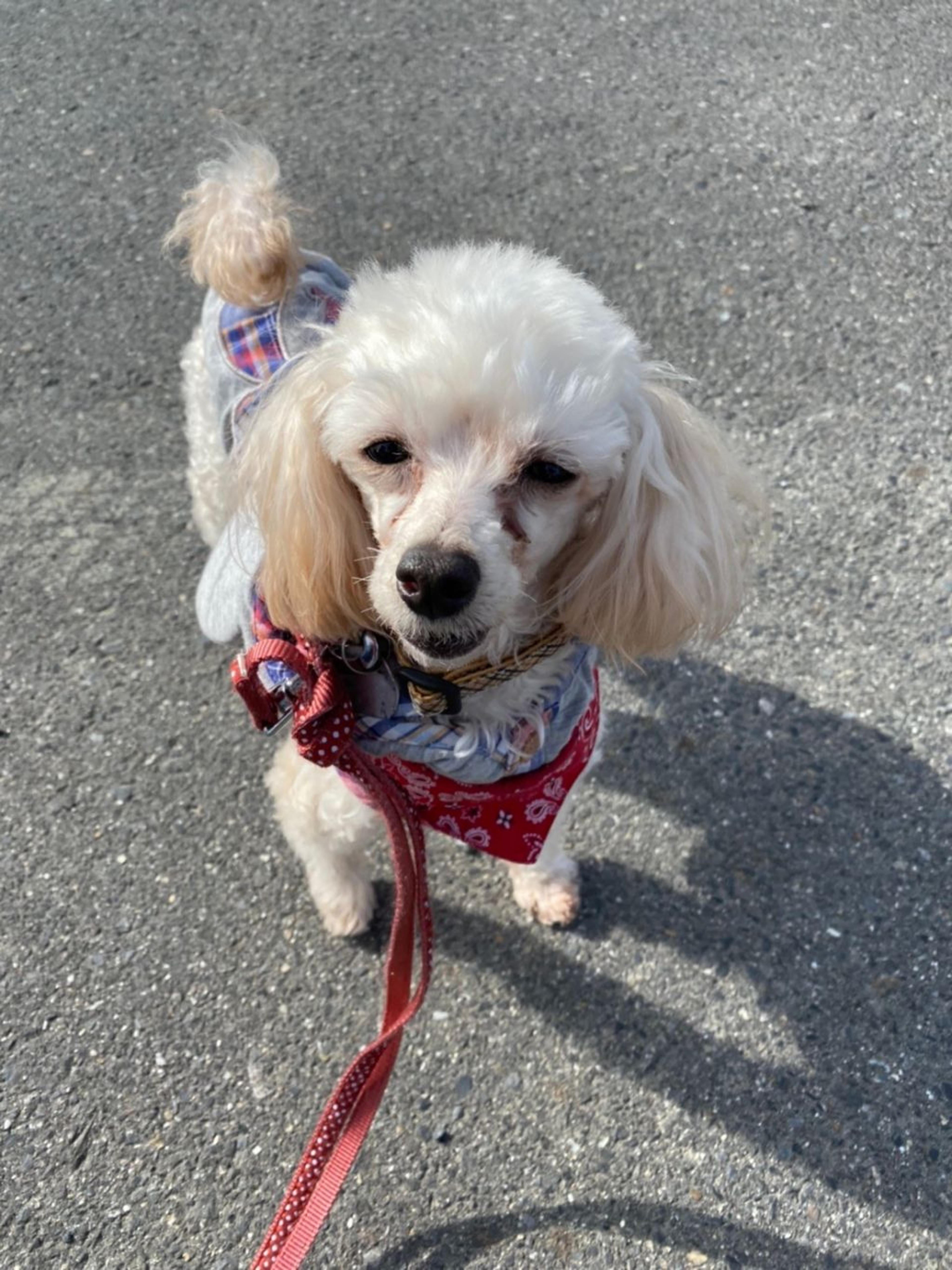 pet-image-3
