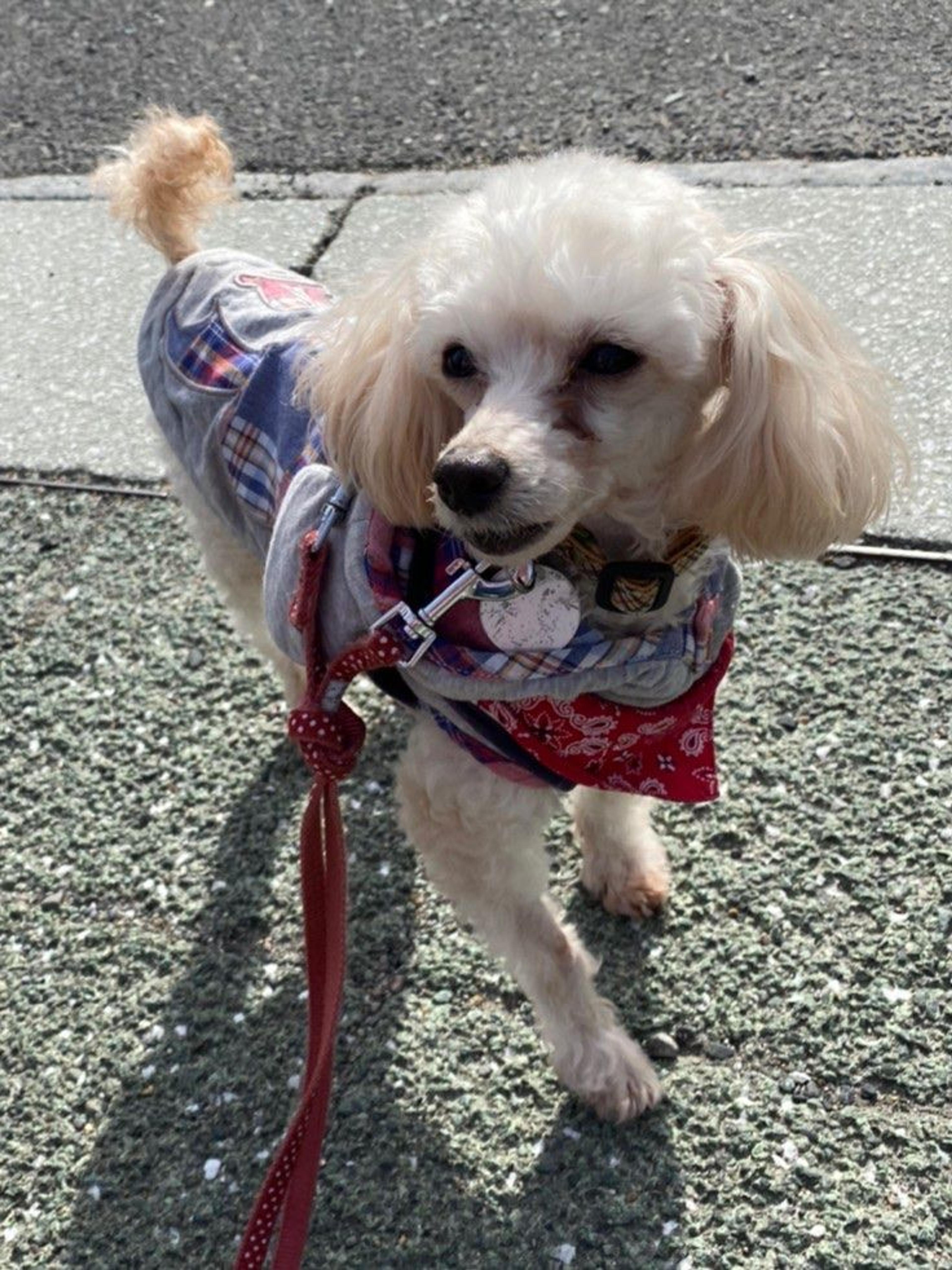 pet-image-4