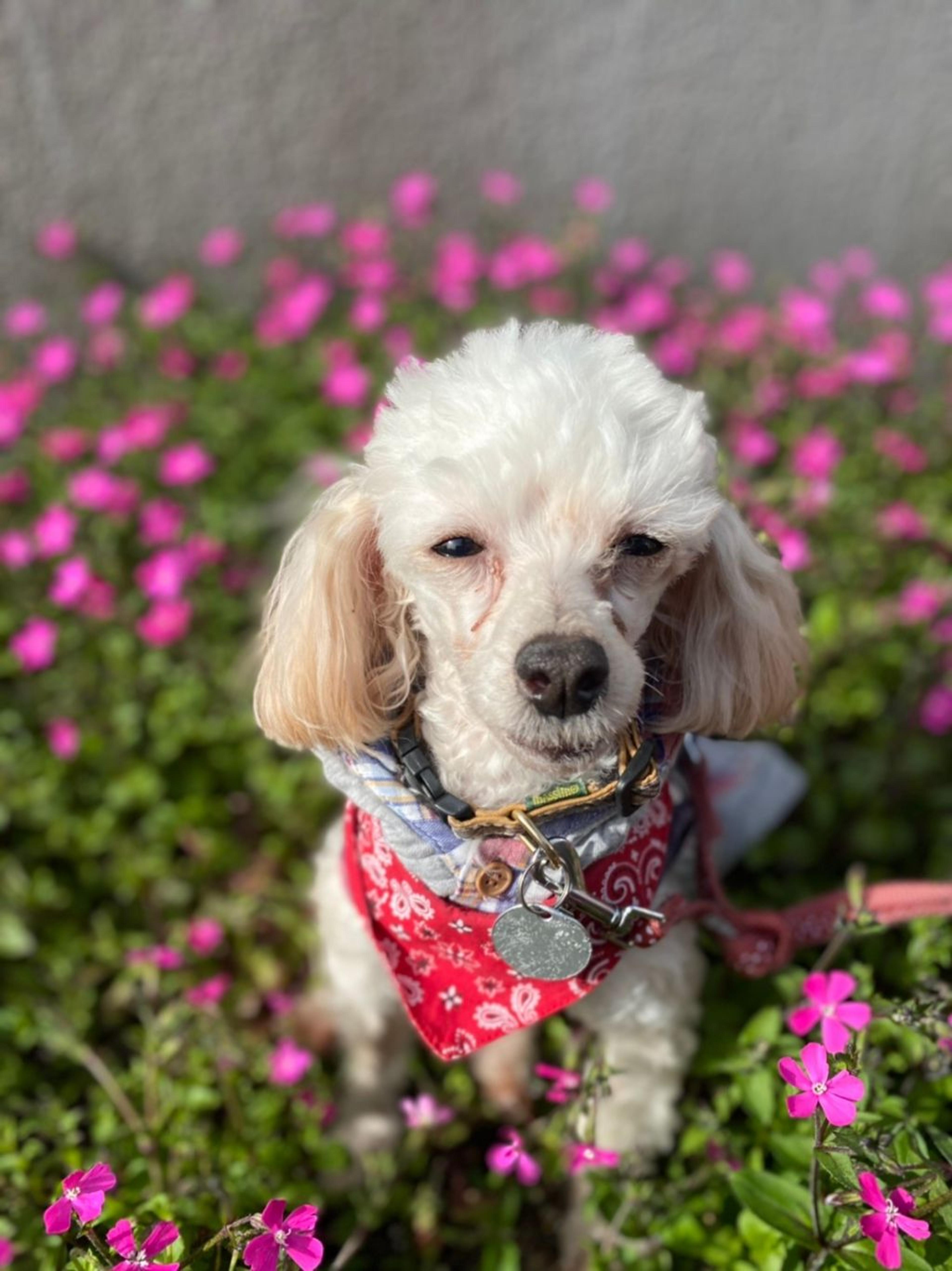 pet-image-5