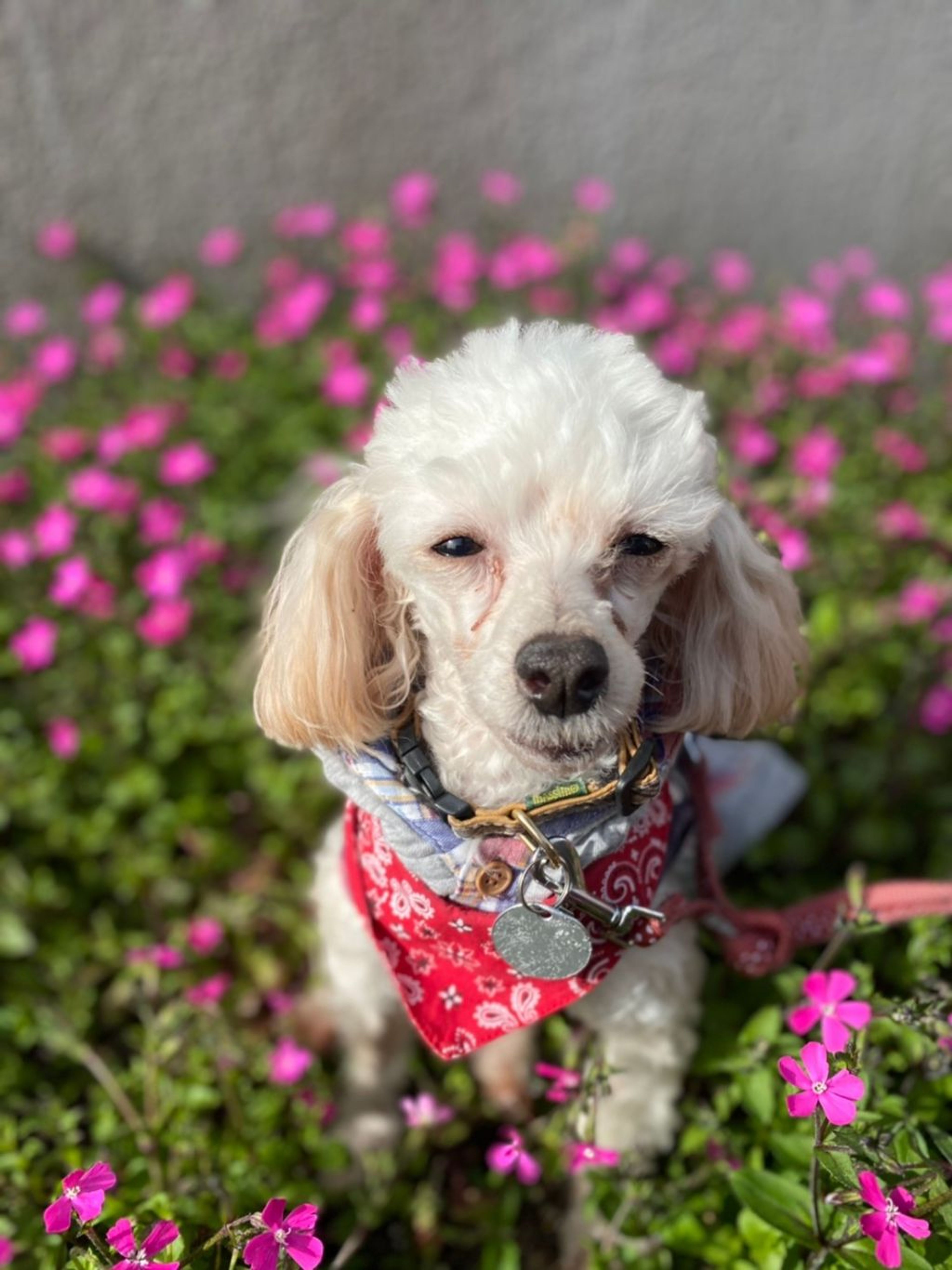 pet-image-5