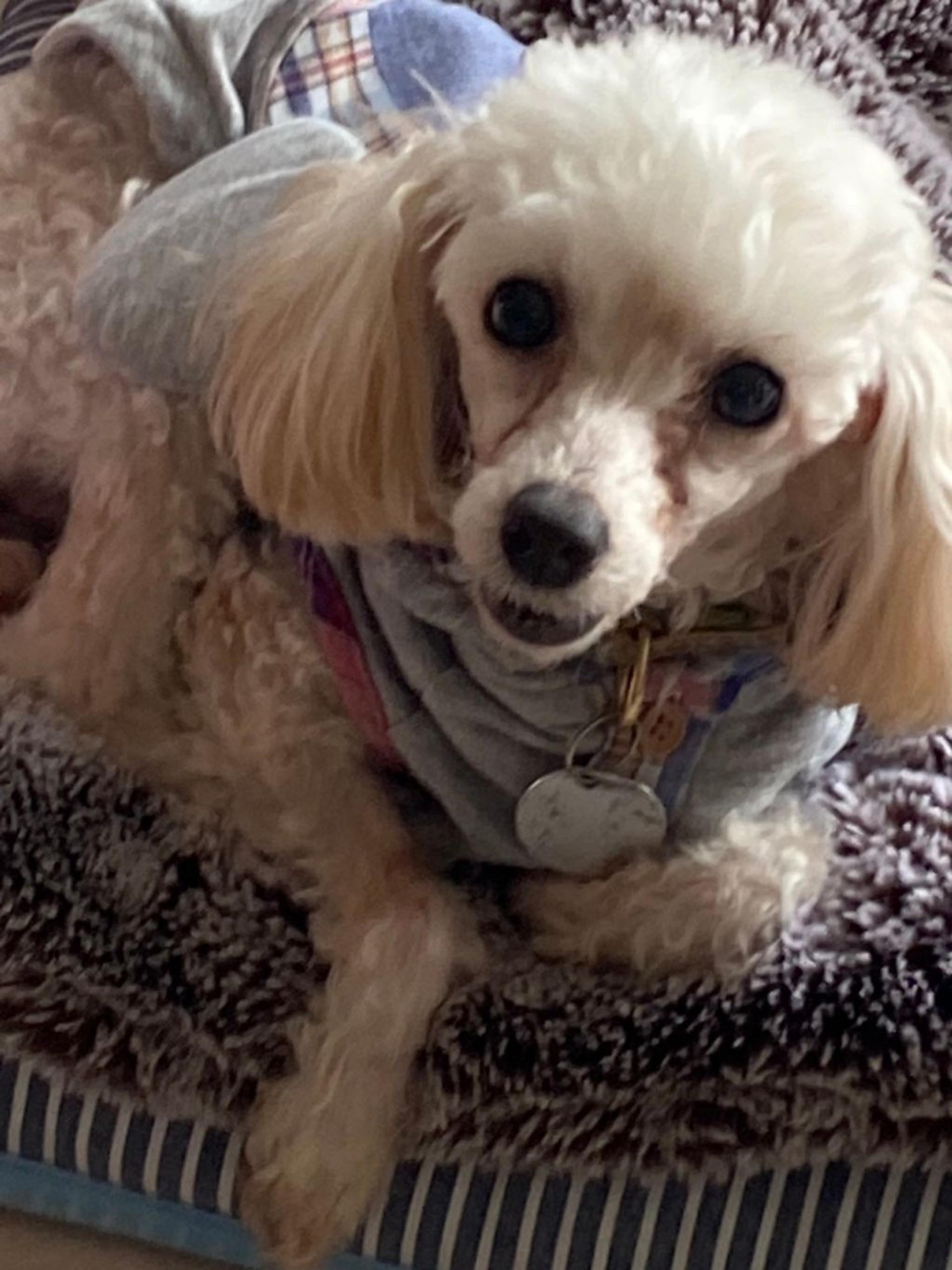 pet-image-7