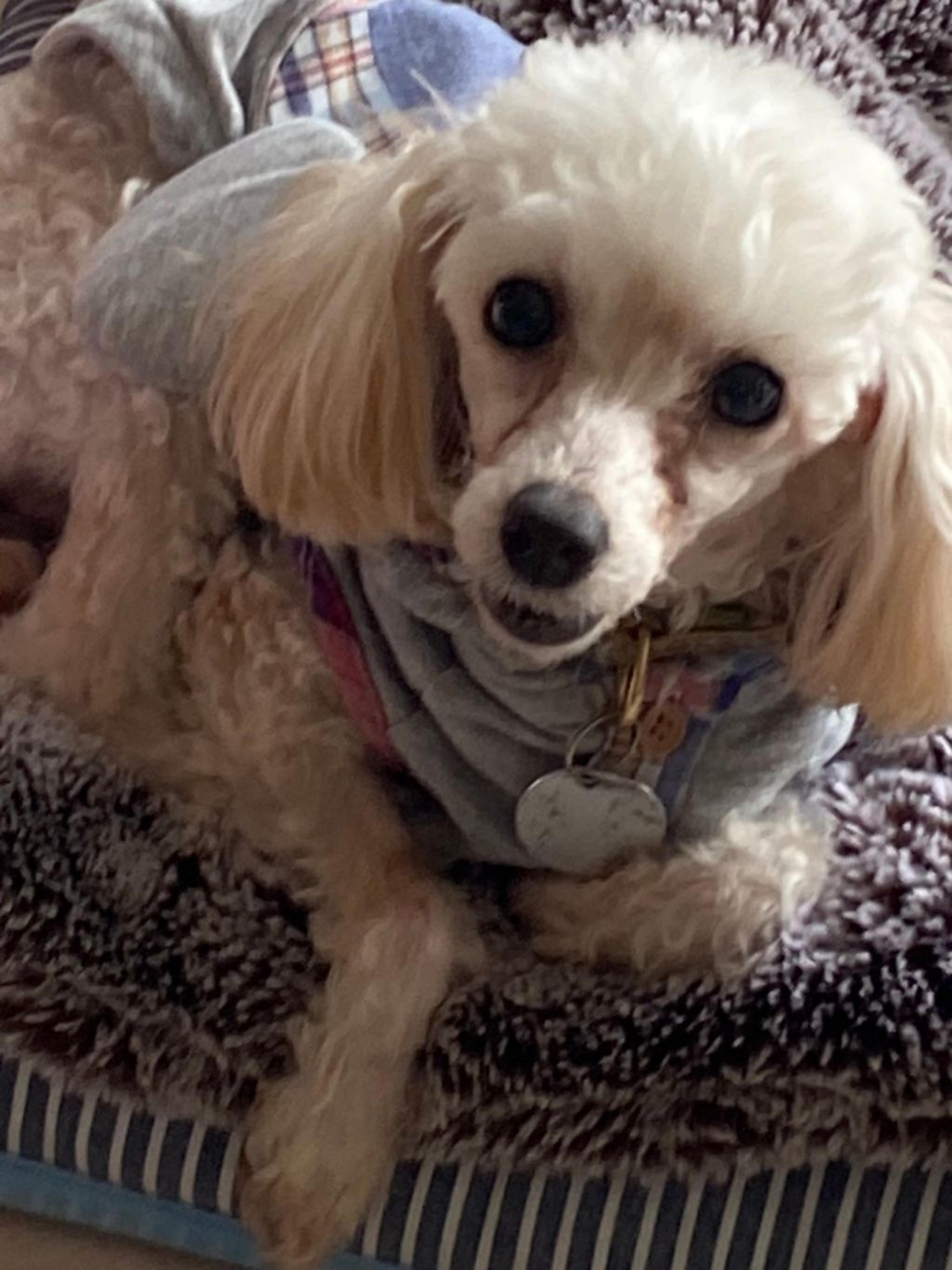 pet-image-7