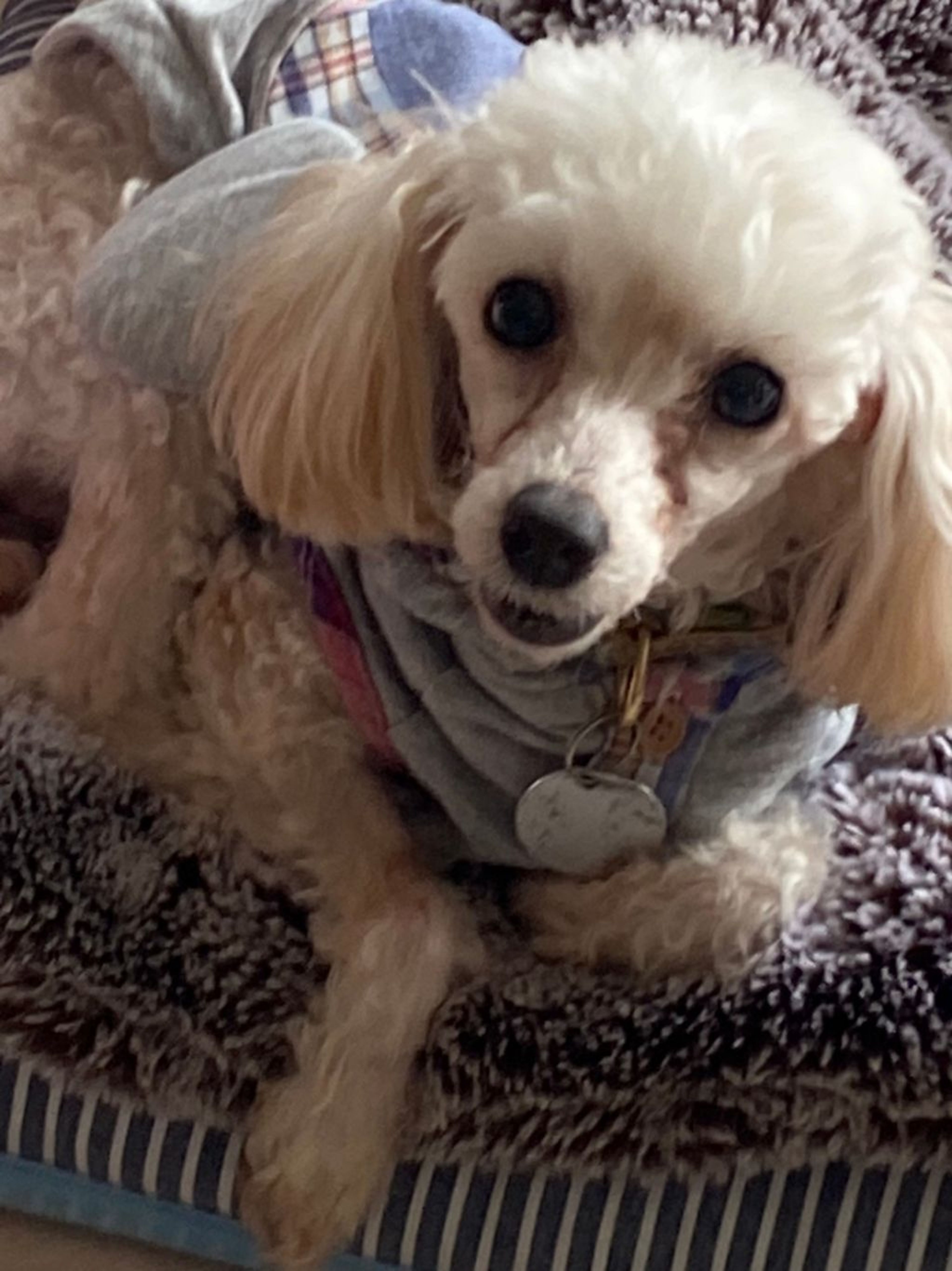 pet-image-7